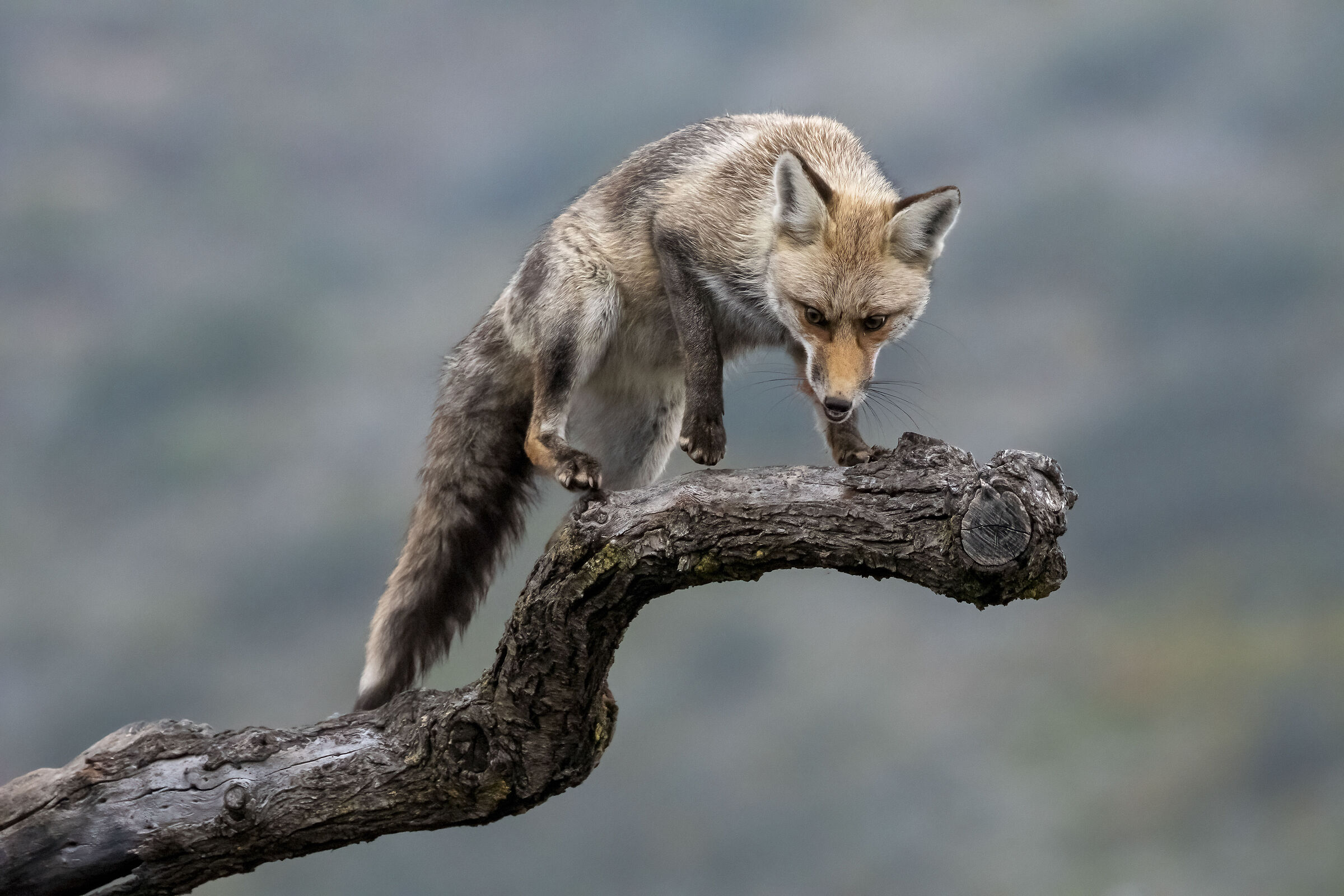 Red fox