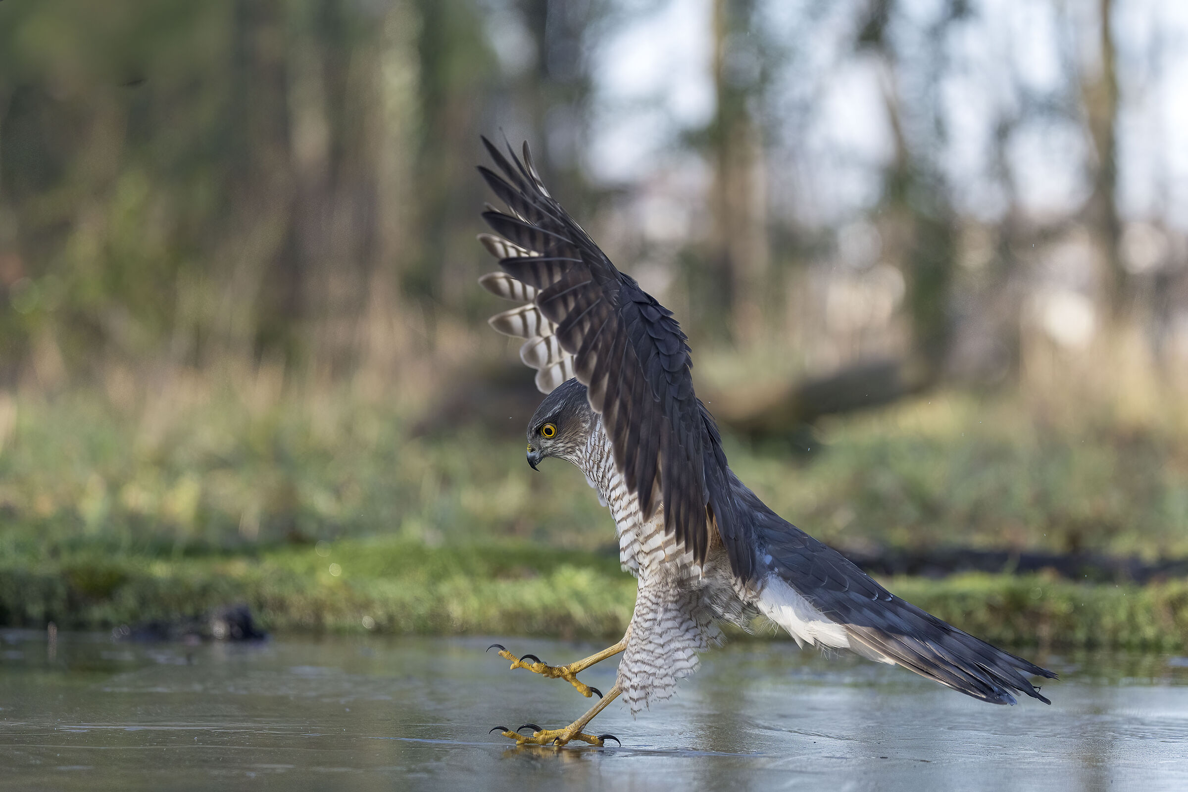 Atterraggio con il ghiaccio