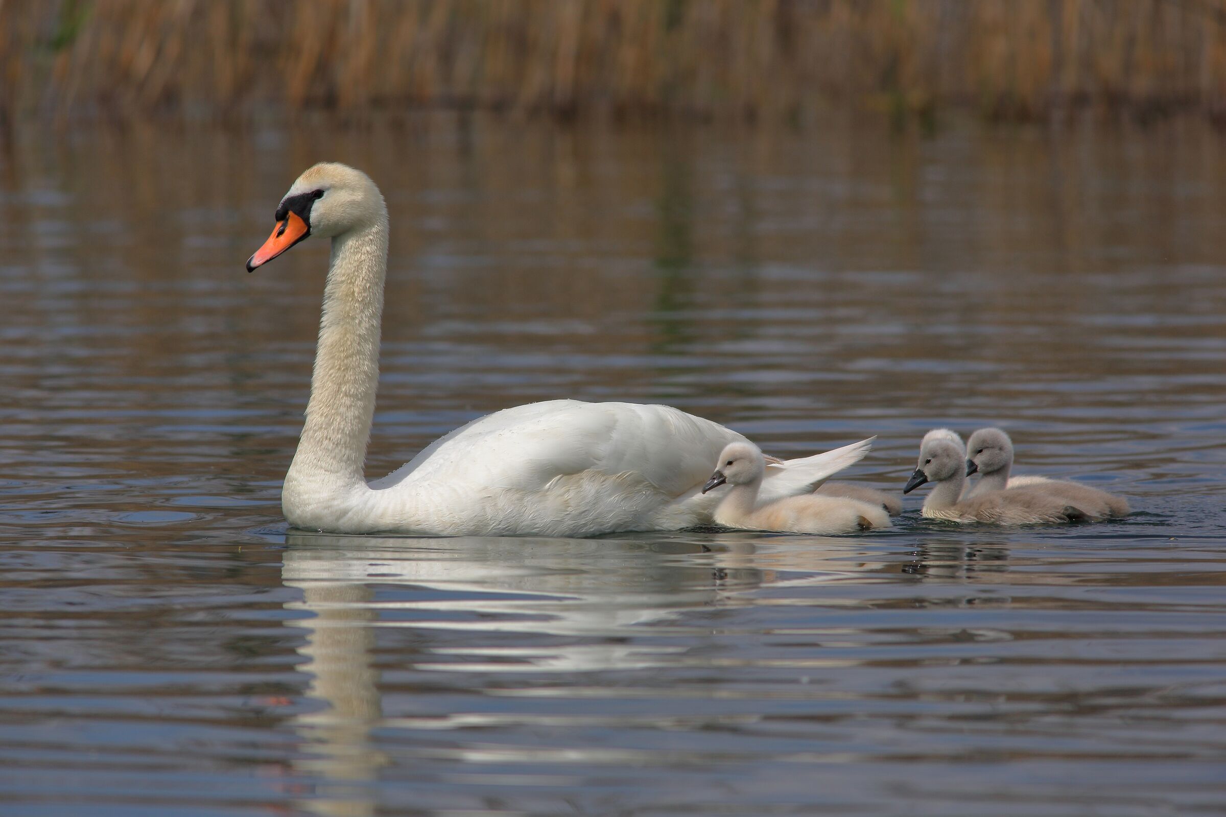 Swans