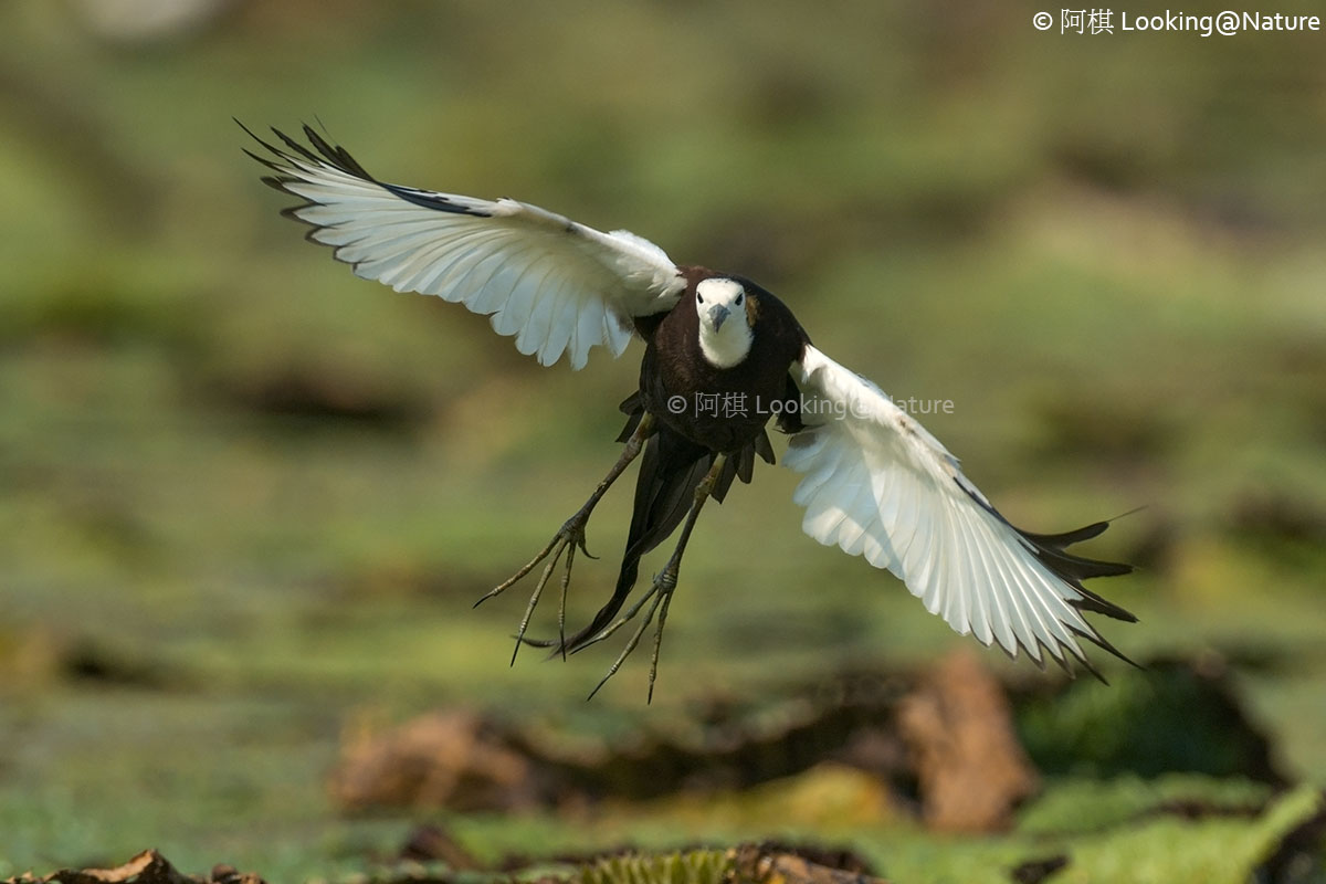 Pheasant-tailed Jacana
