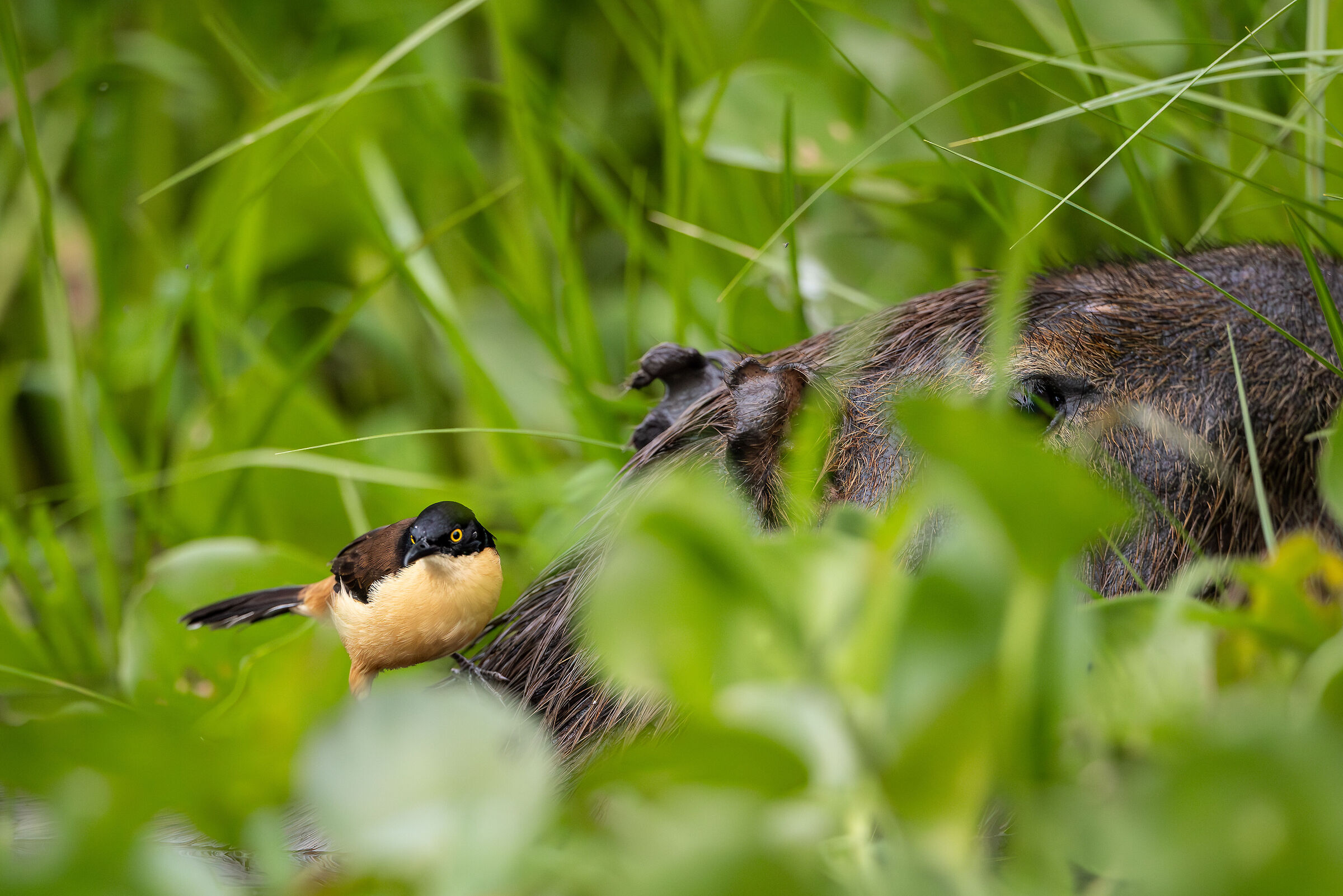 Mi dai un passaggio?