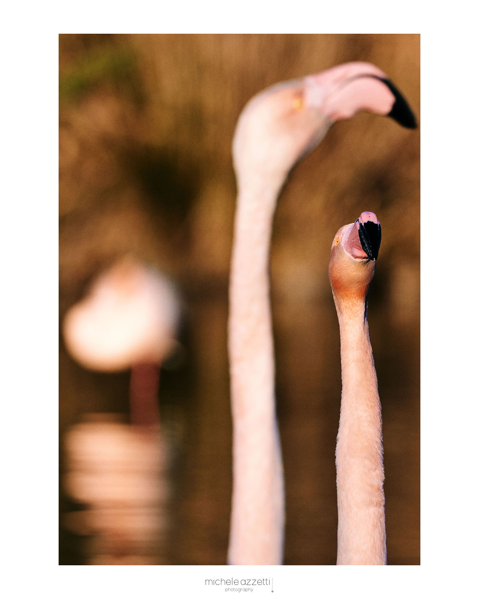 Camargue 1