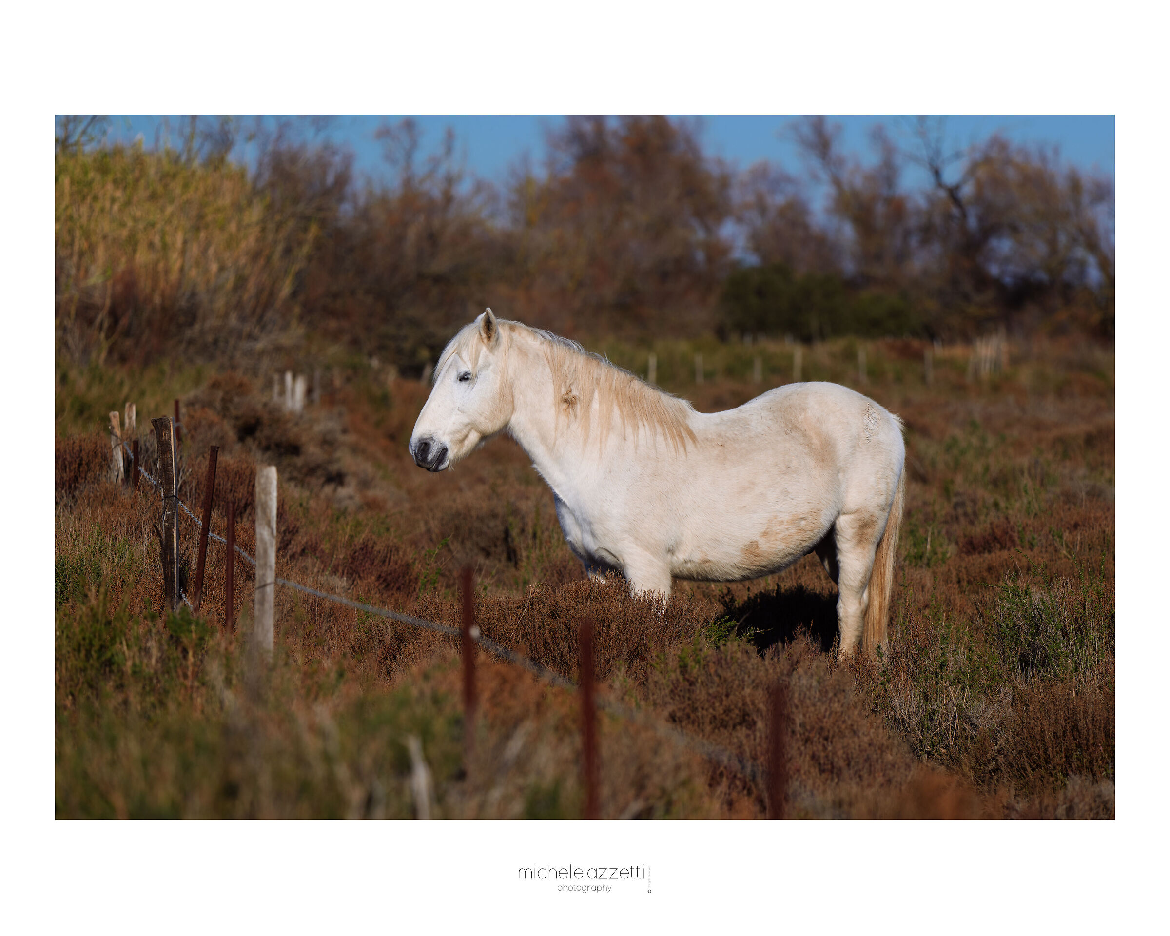 Camargue 2