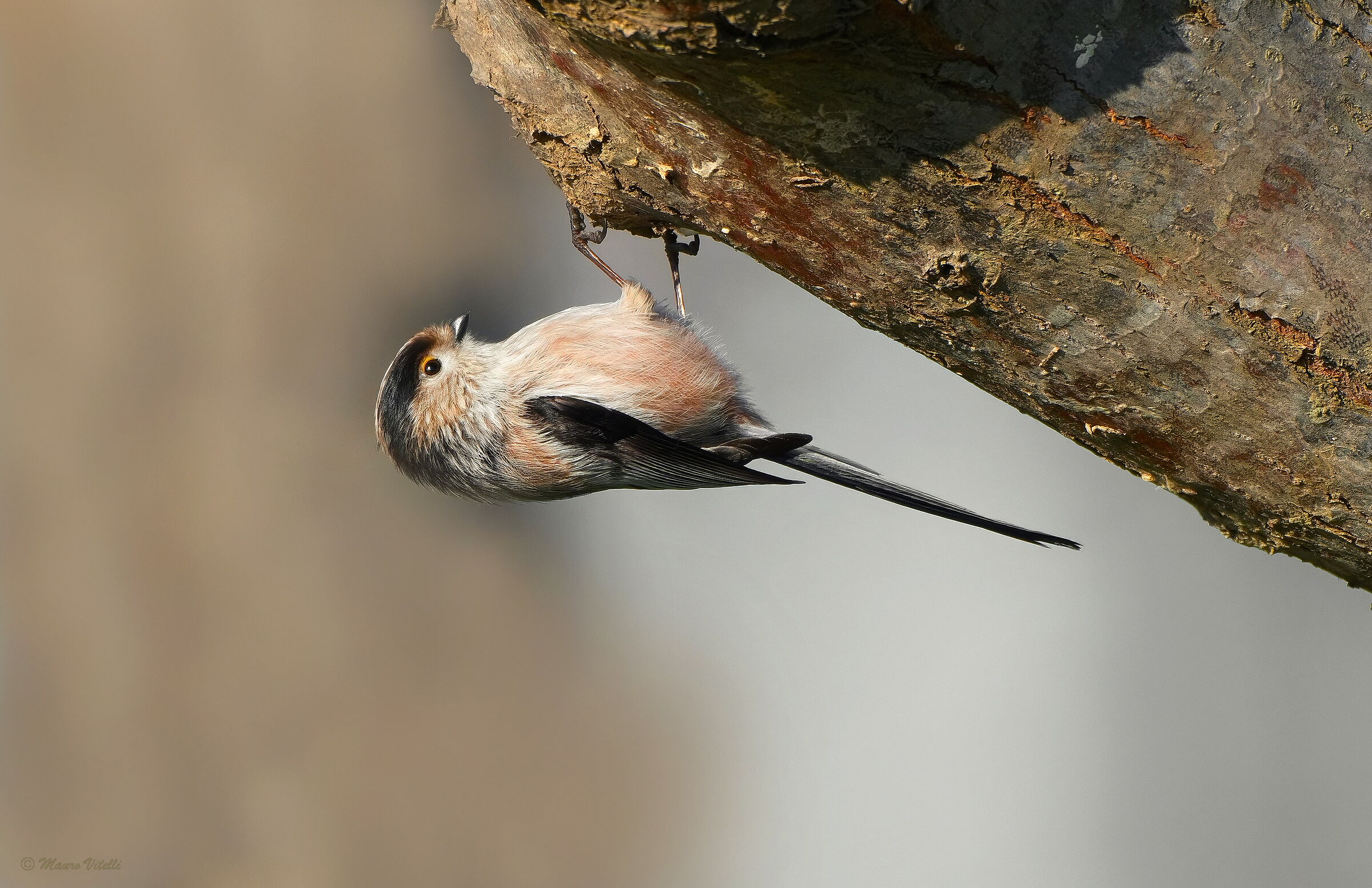 Codibugnolo (Aegithalos caudatus)