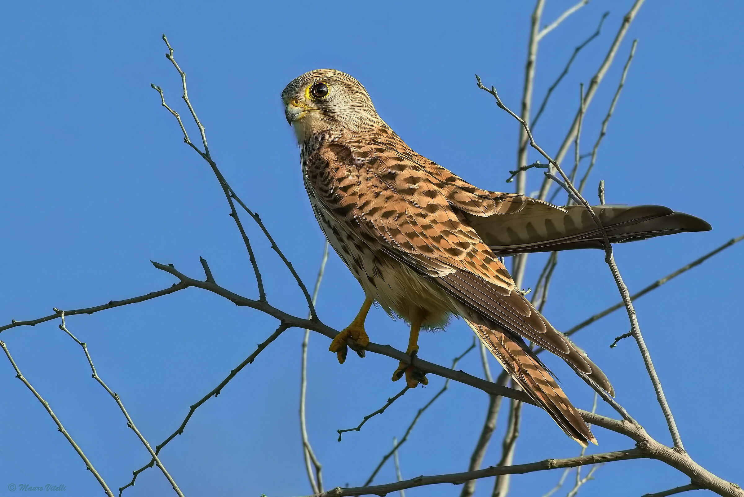 Gheppio (falco tinnunculus) F