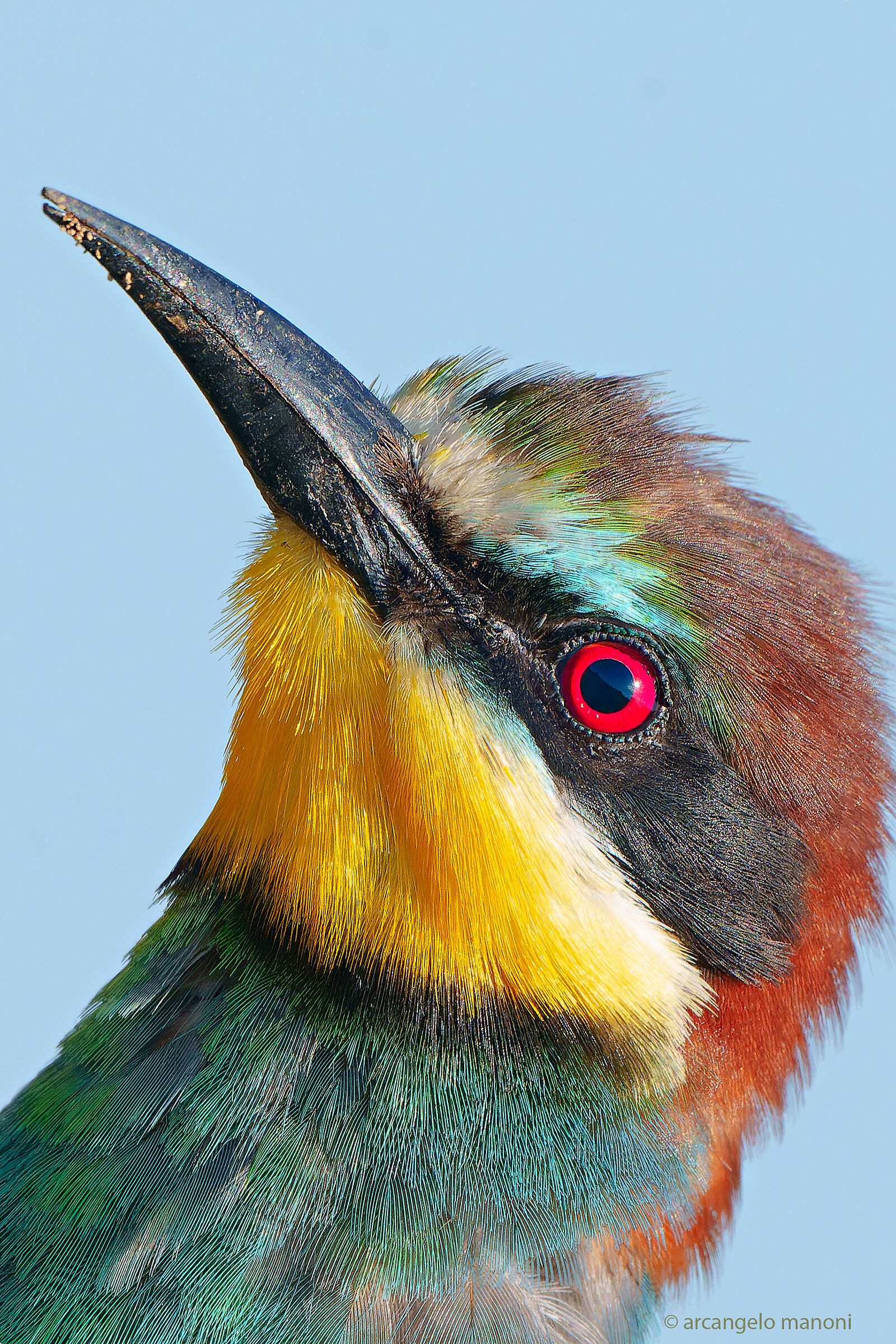 Ho tagliato la testa al gruccione