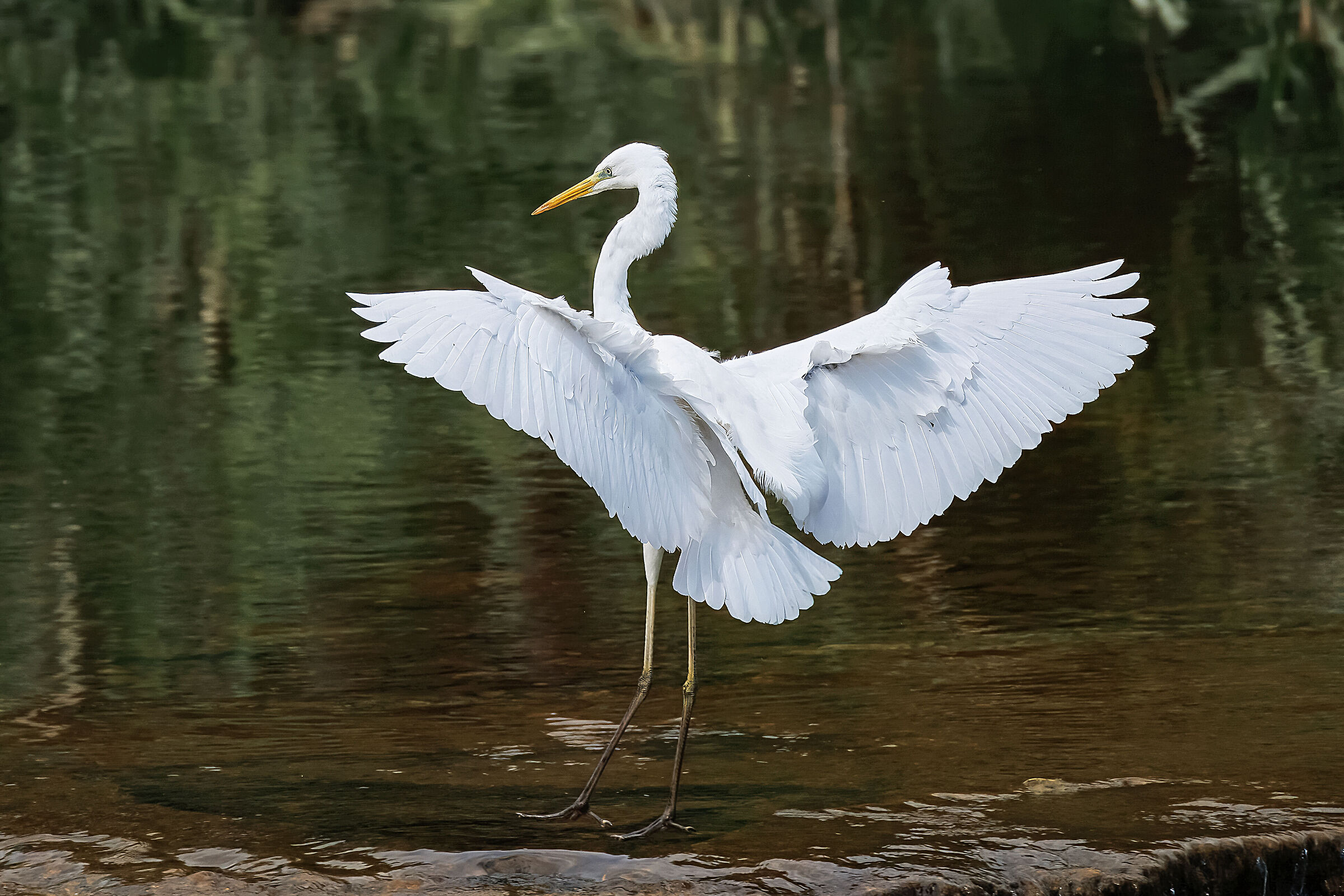 Airone Bianco Maggiore