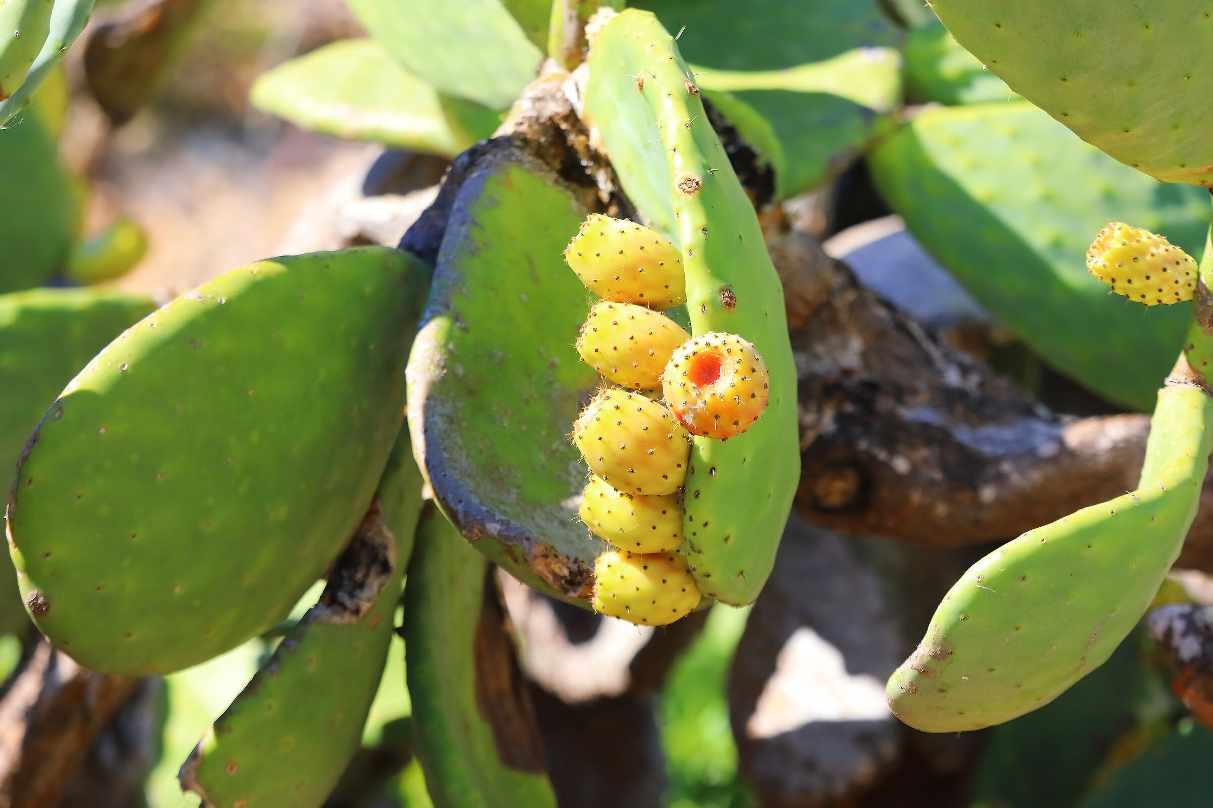 Fichi 08 ottobre 2025 - 0574