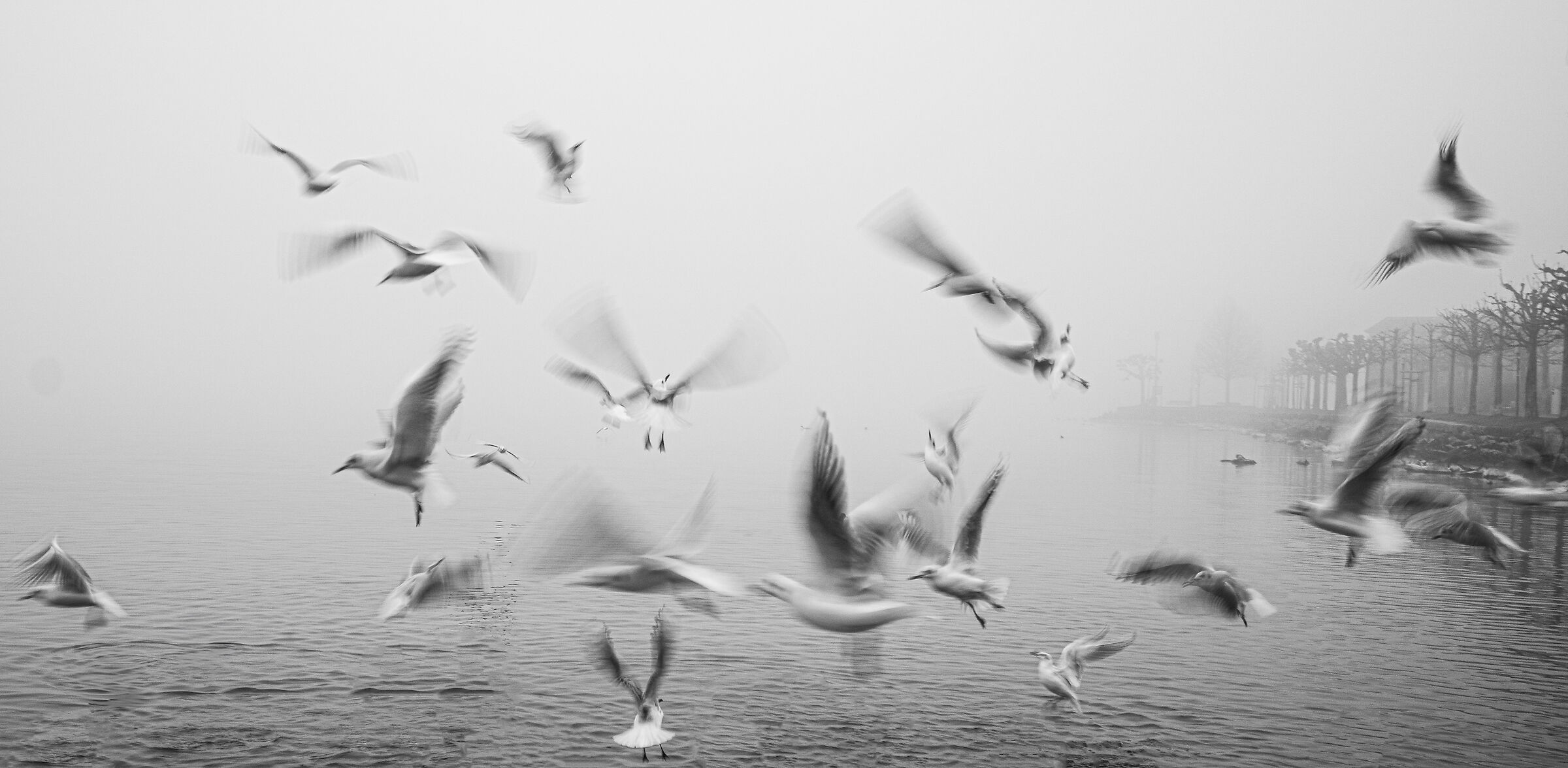 Birds