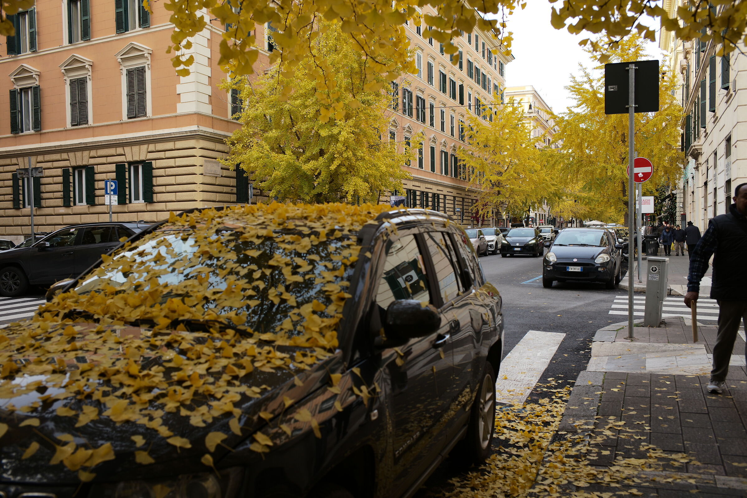 Leaves enrich the city