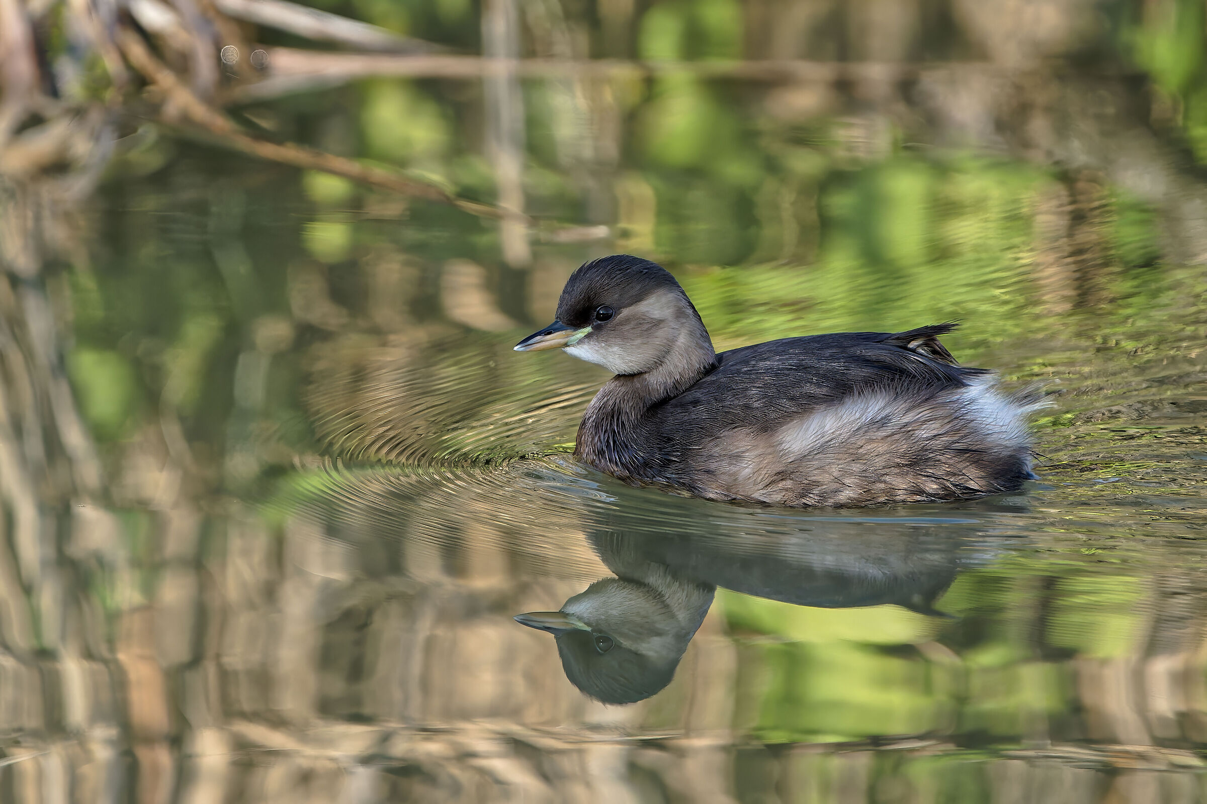 Little Grebe - Manzolino Tivoli Oasis
