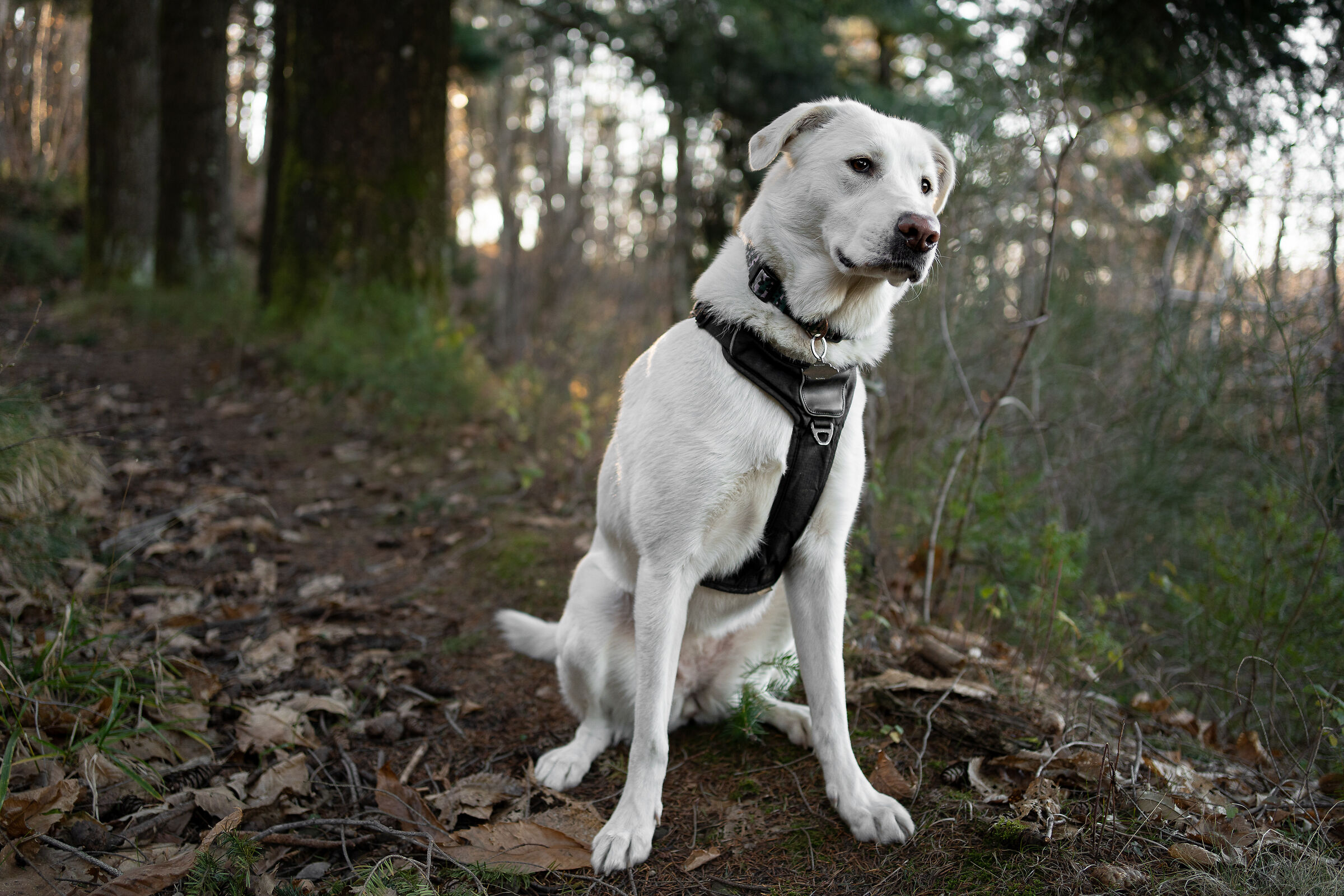 Concentrata sulla preda