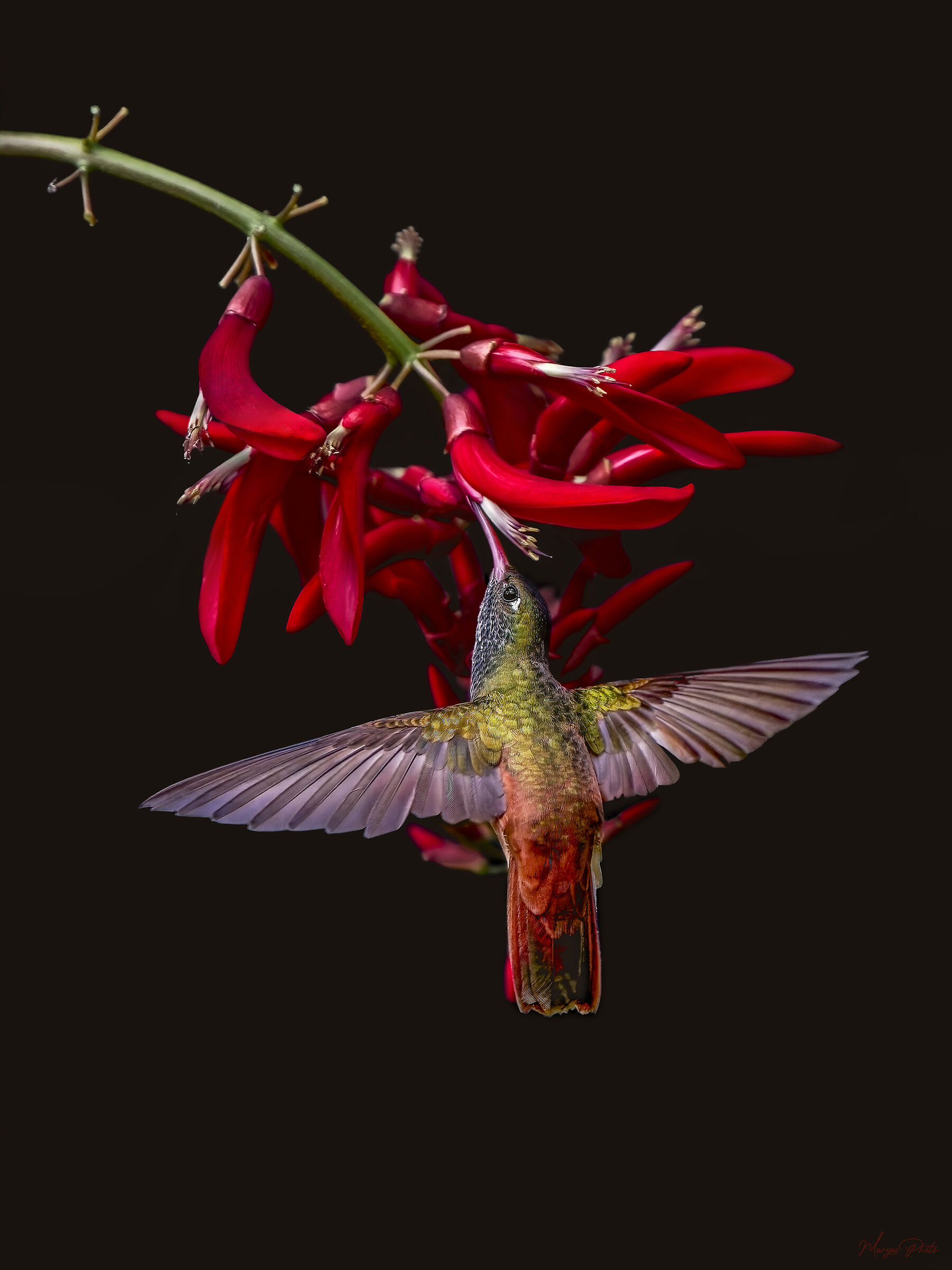 Colibrì codarossiccia