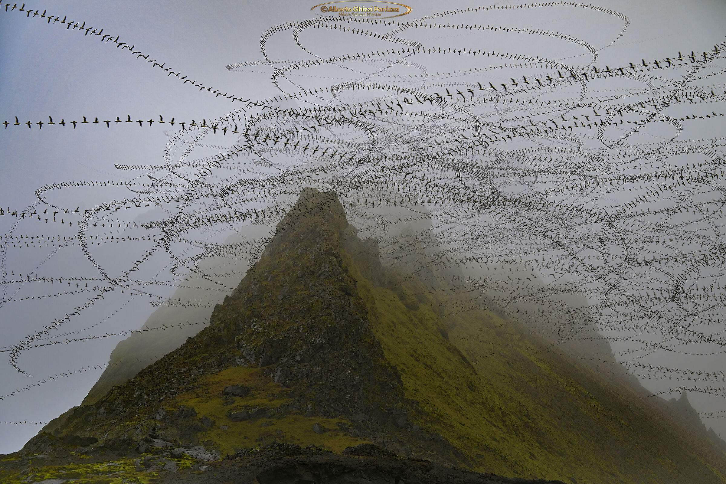 Scie dei gabbiani in Islanda