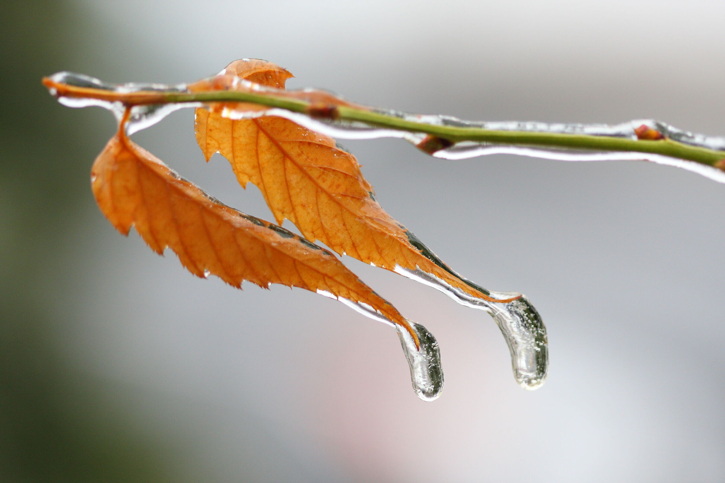 Freezing rain