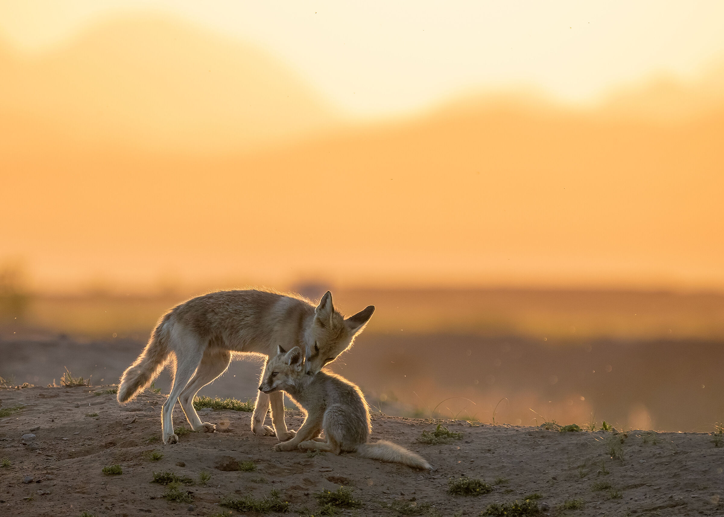 Red fox