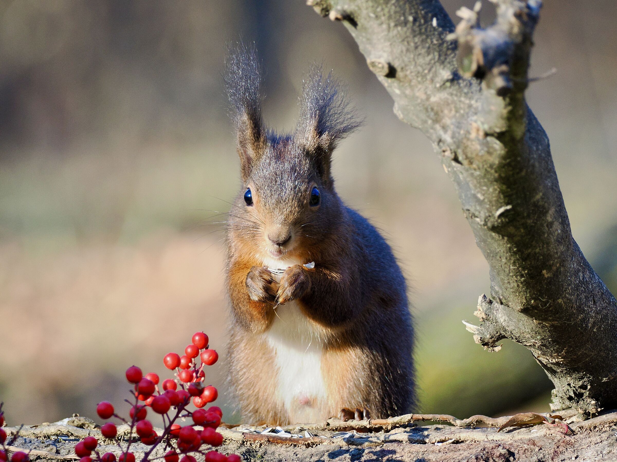 Red squirrel