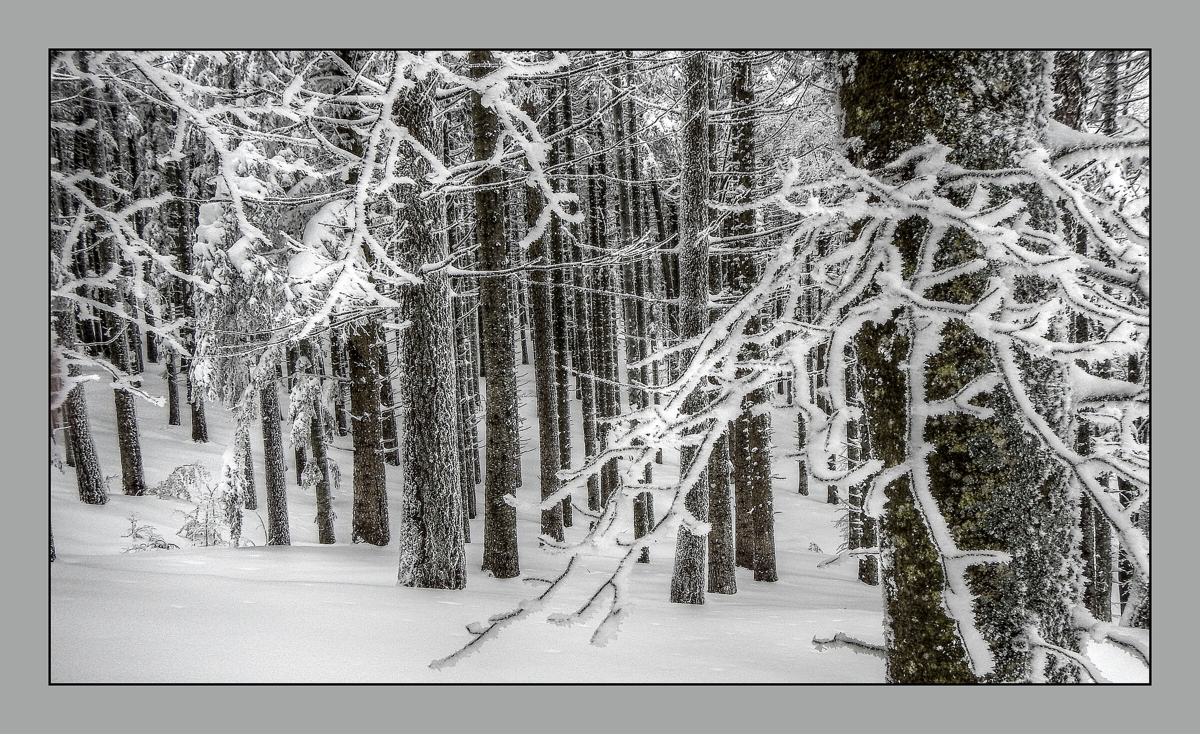 Neve e brina