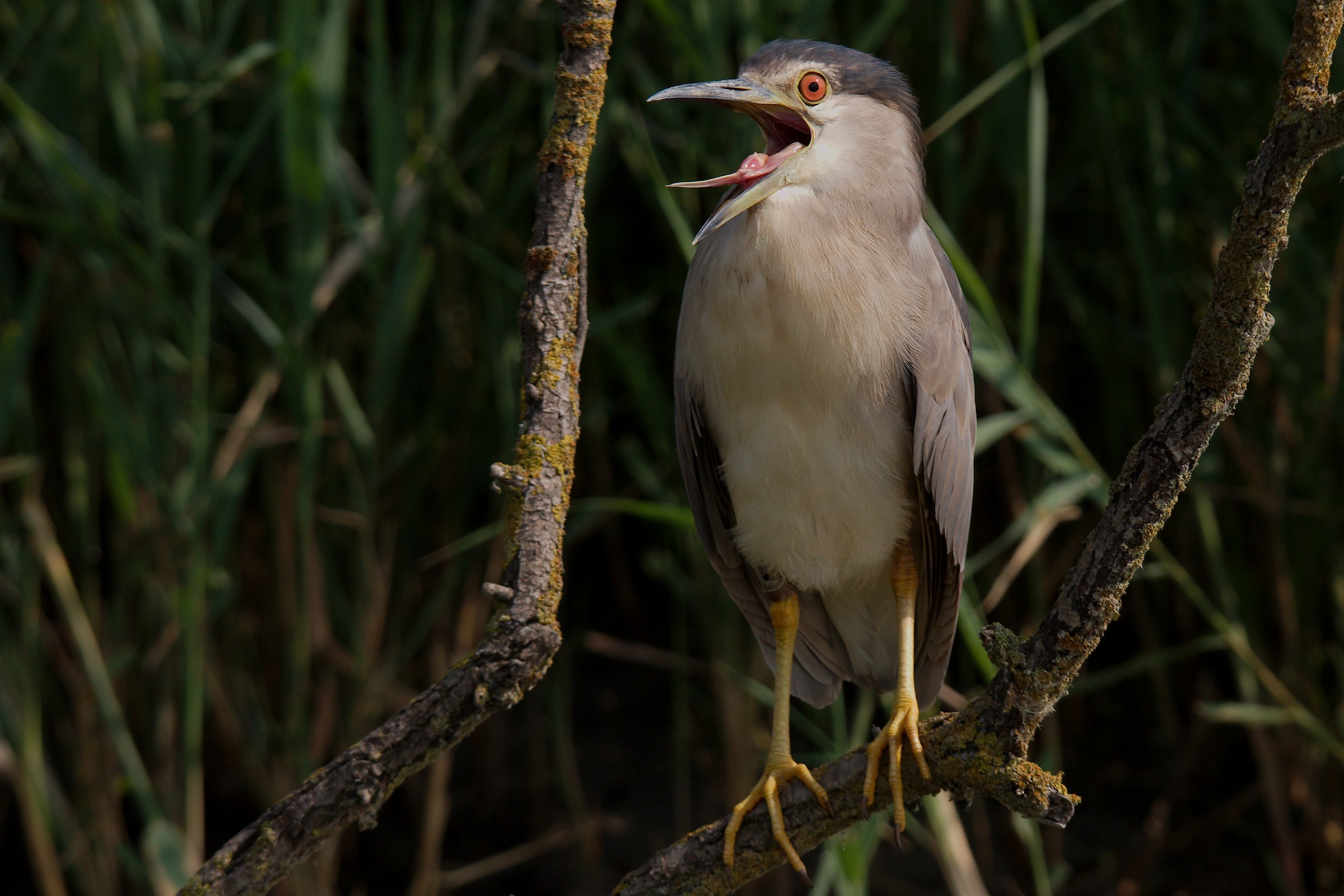 Grido...... Nitticora