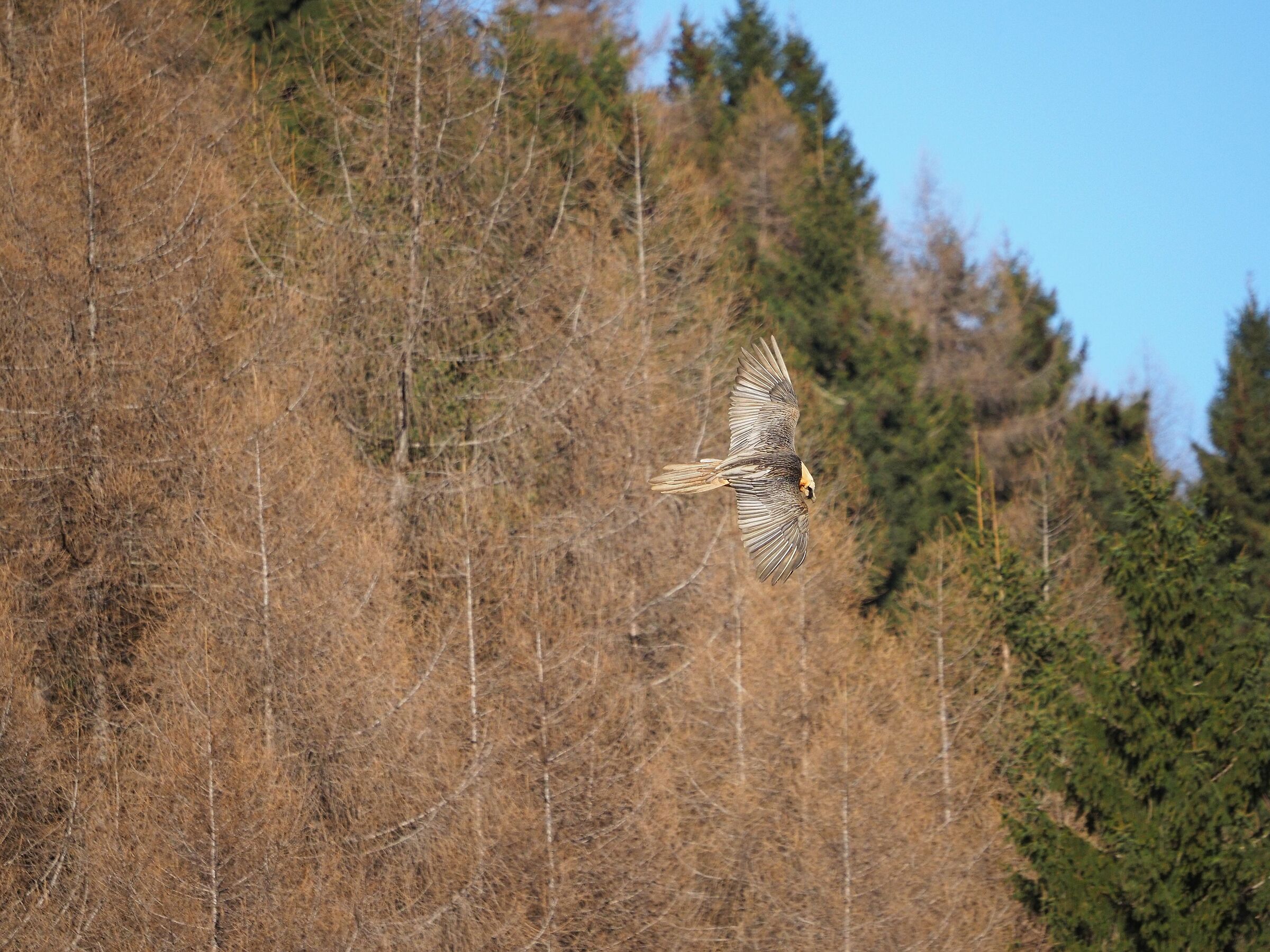 Bearded Vulture