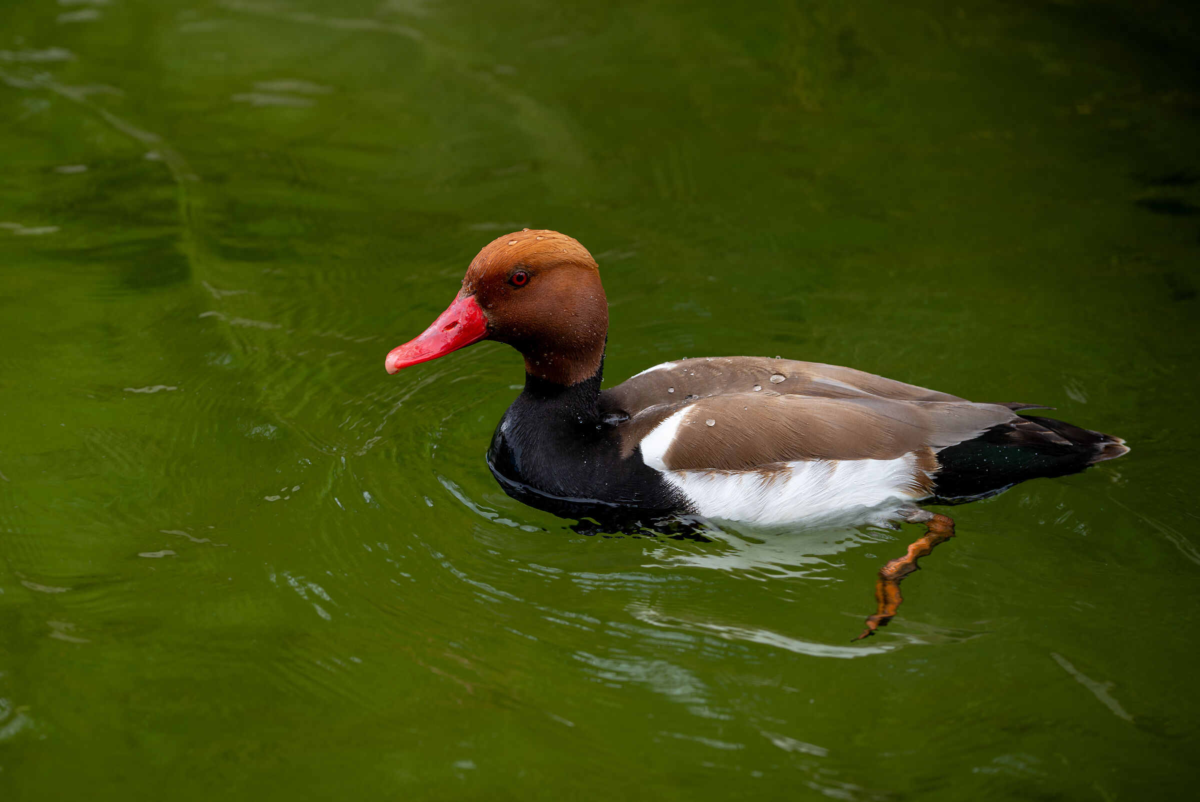Pochard