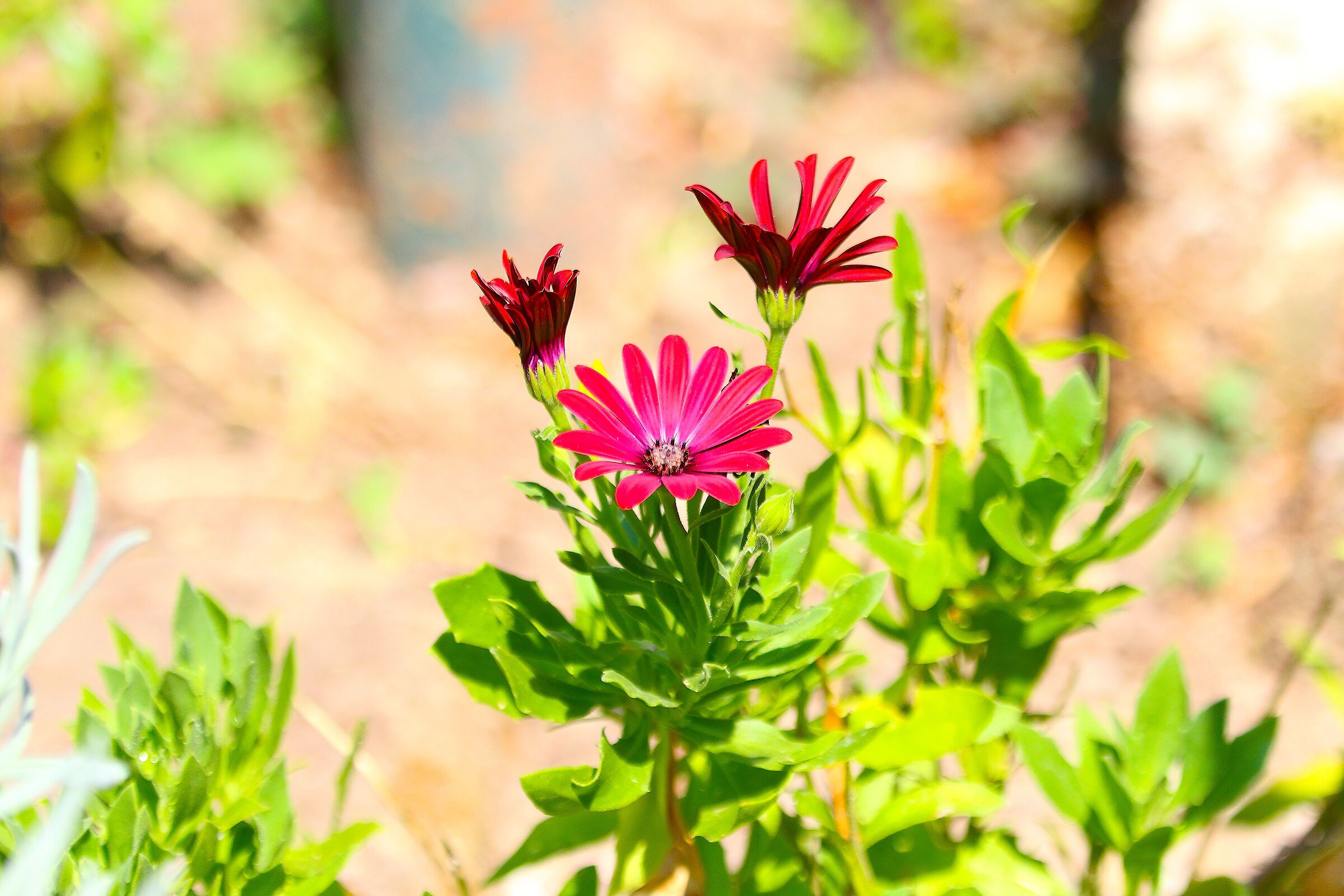 Fiori 12 agosto 2025 - 0005