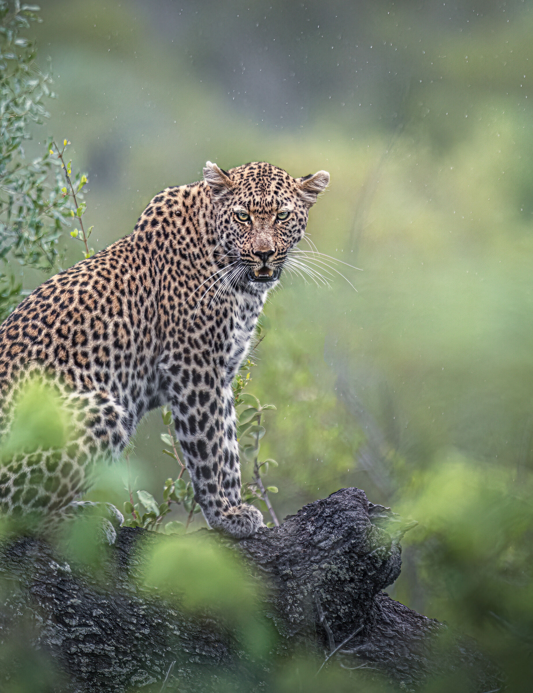 leopardo sotto la pioggia