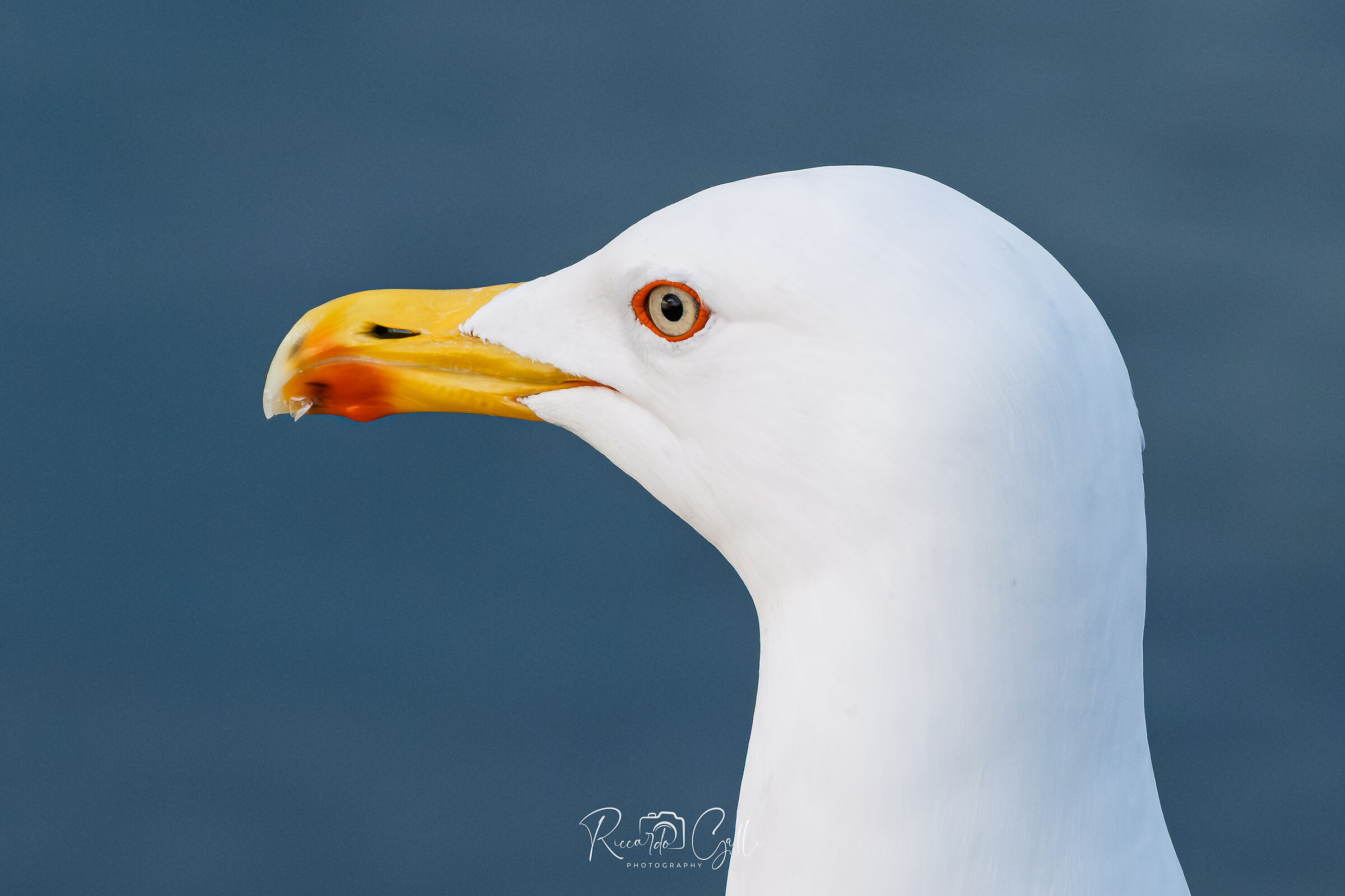 Herring Gull "Yellow Legs"