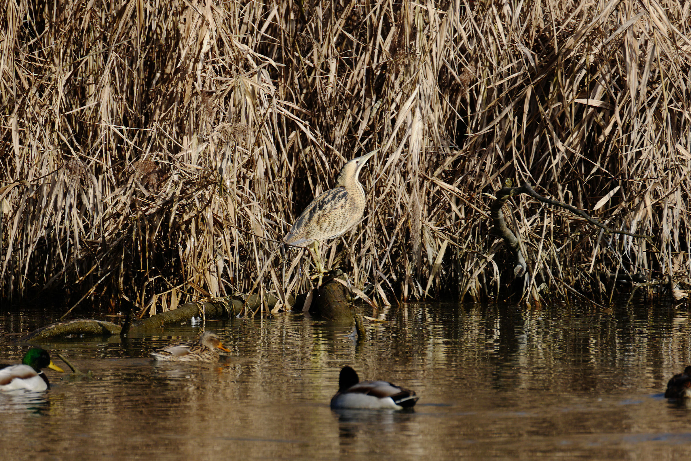 Uno sguardo prima di rientrare nel canneto