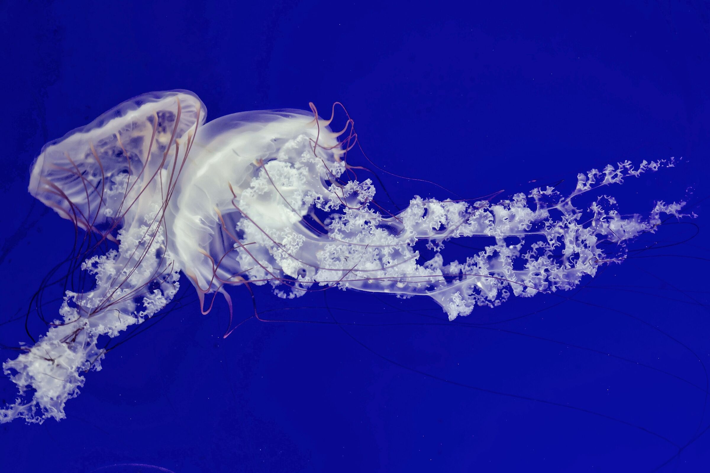 Jellyfish and old lace
