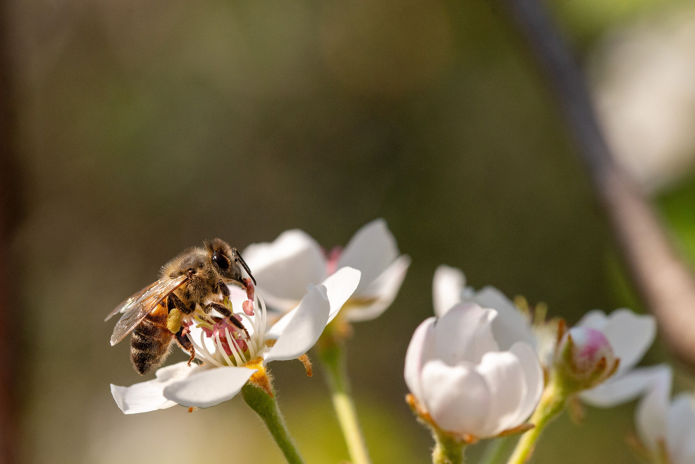 Impollinazione1