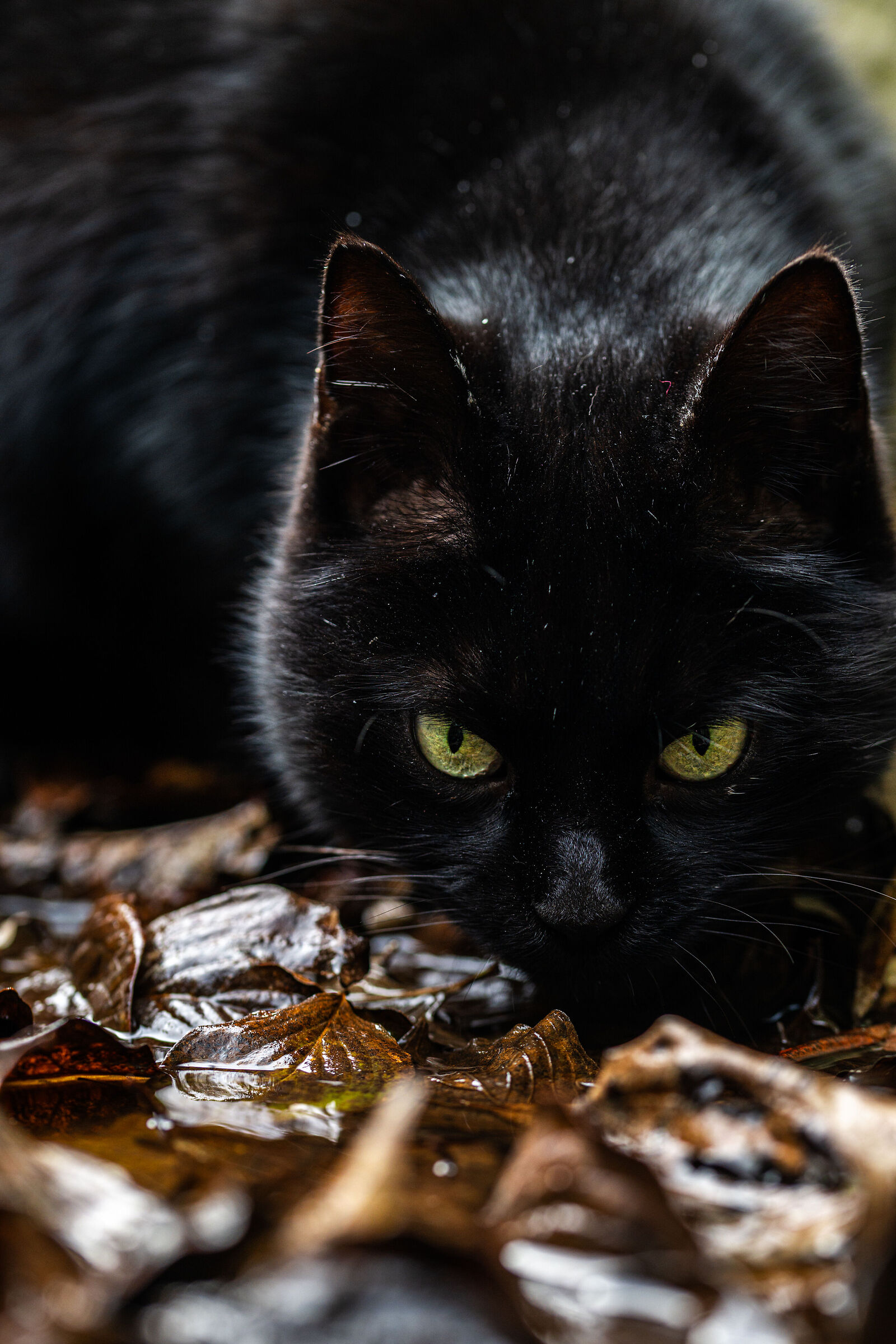 gatto