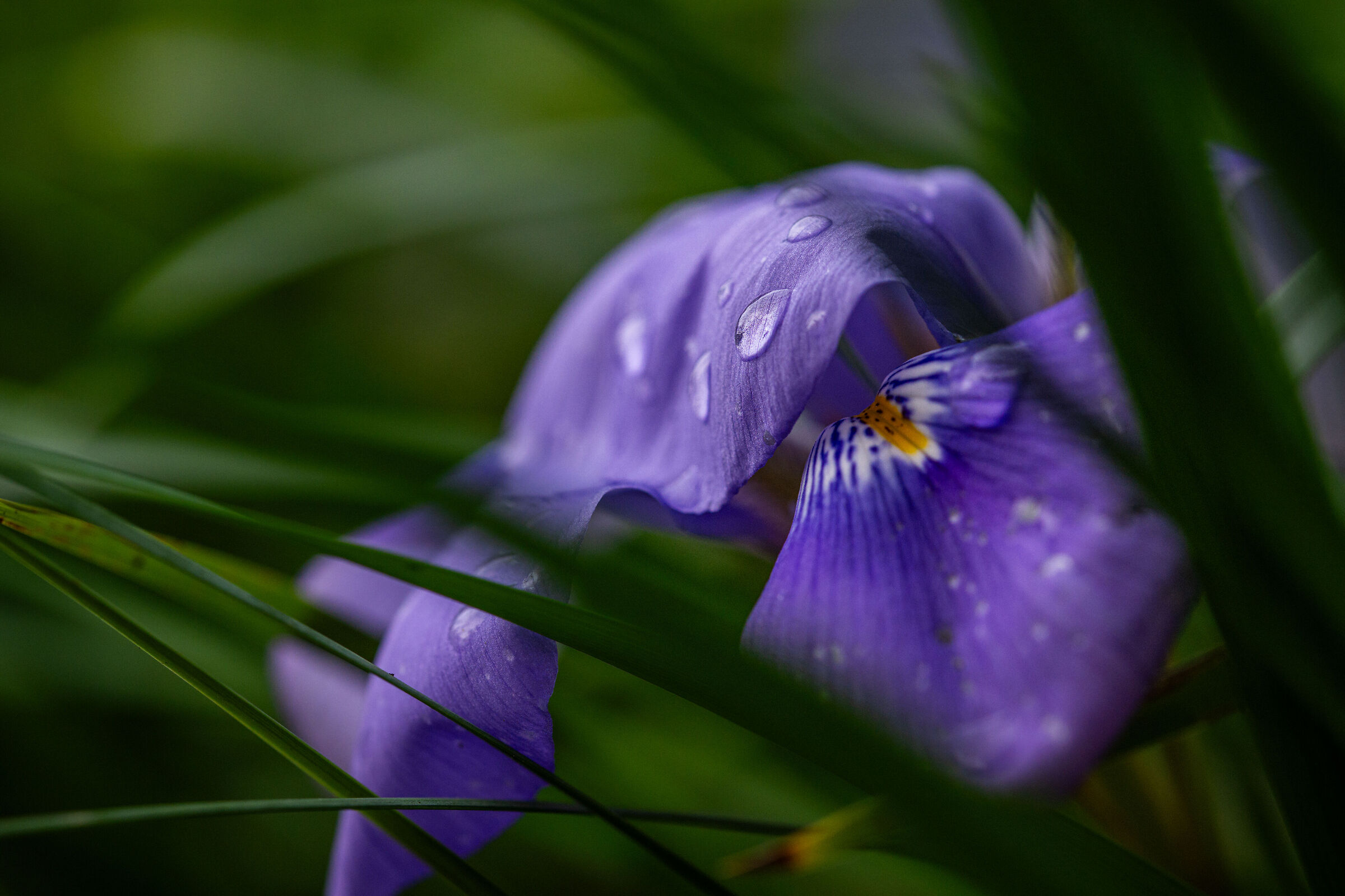 fiore