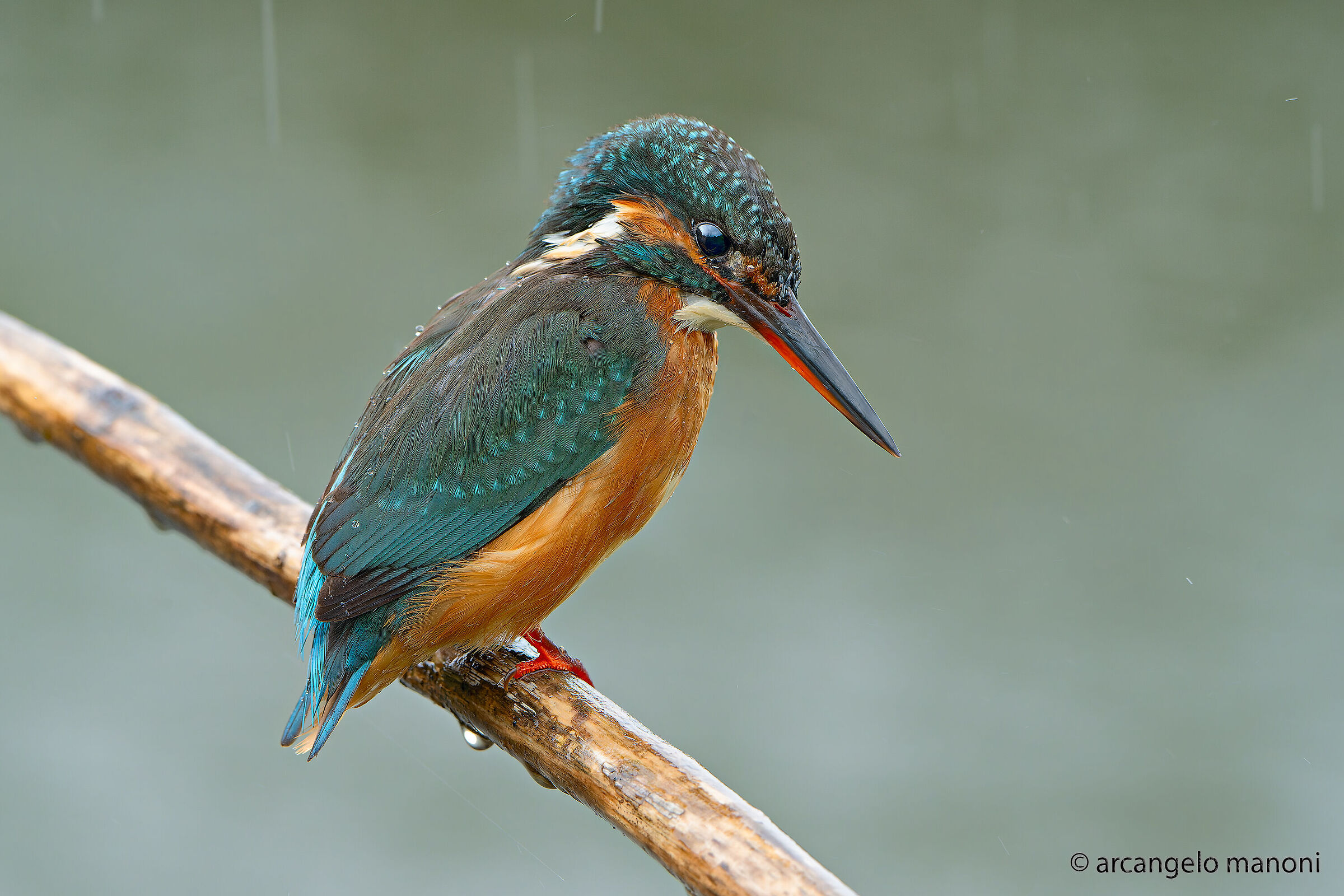 Raindrops on the kingfishe