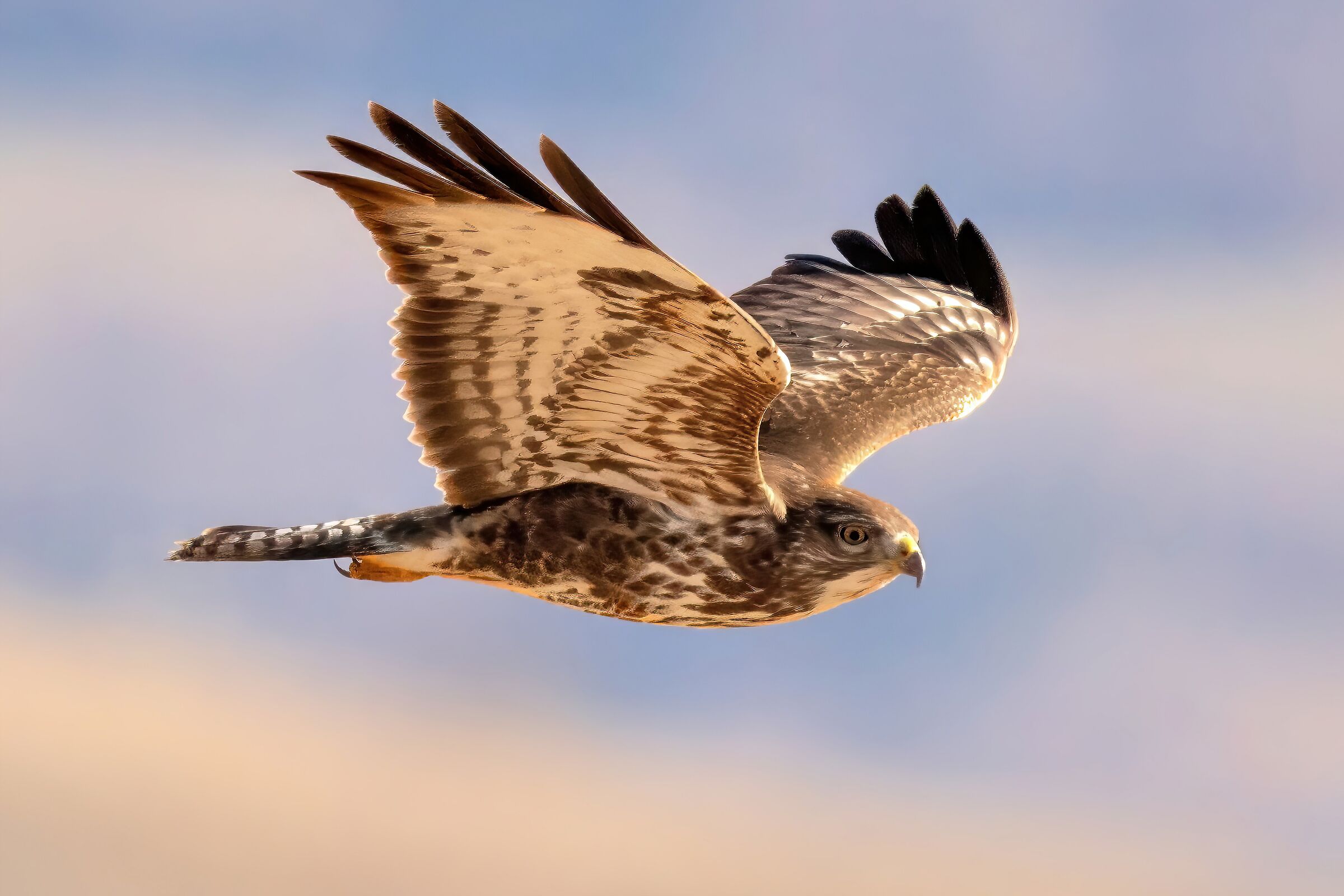 Poiana (Buteo buteo)
