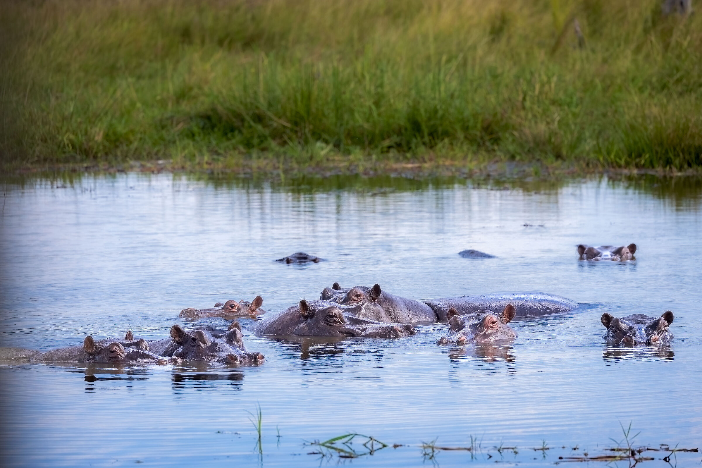 qualcuno mi guarda...