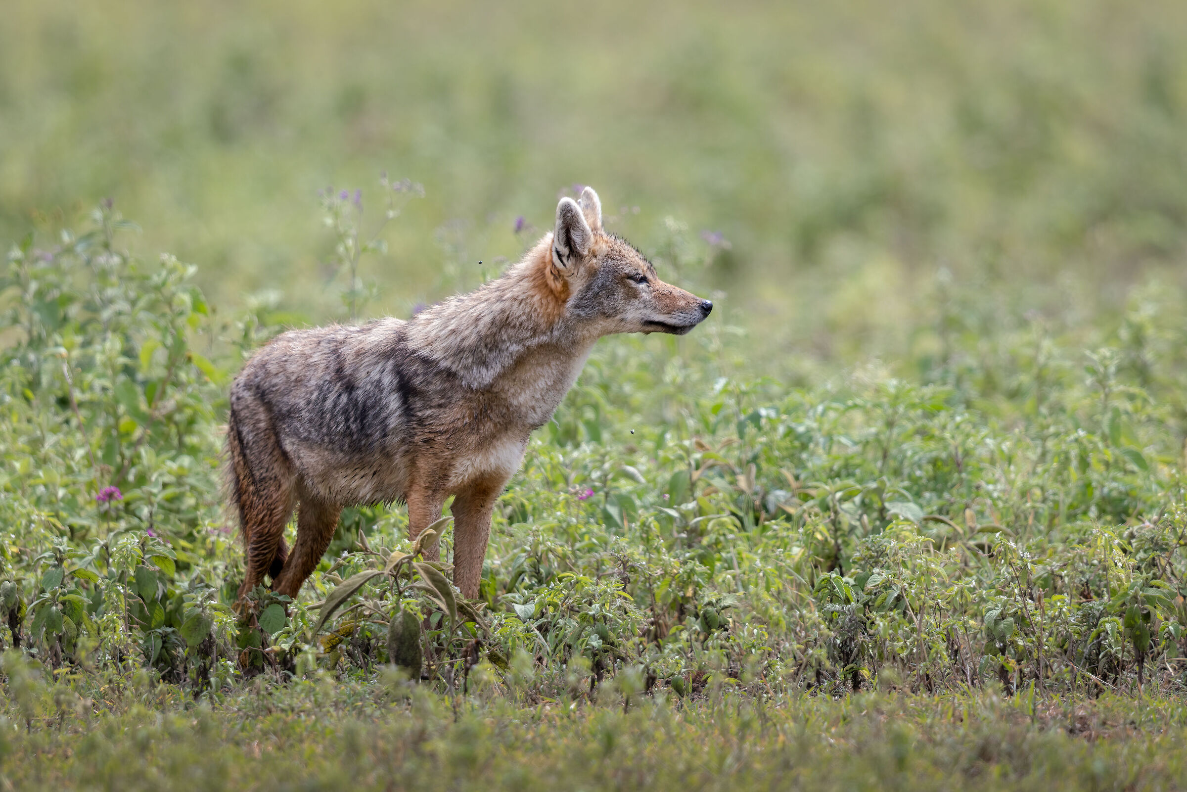 Serengeti Wolf