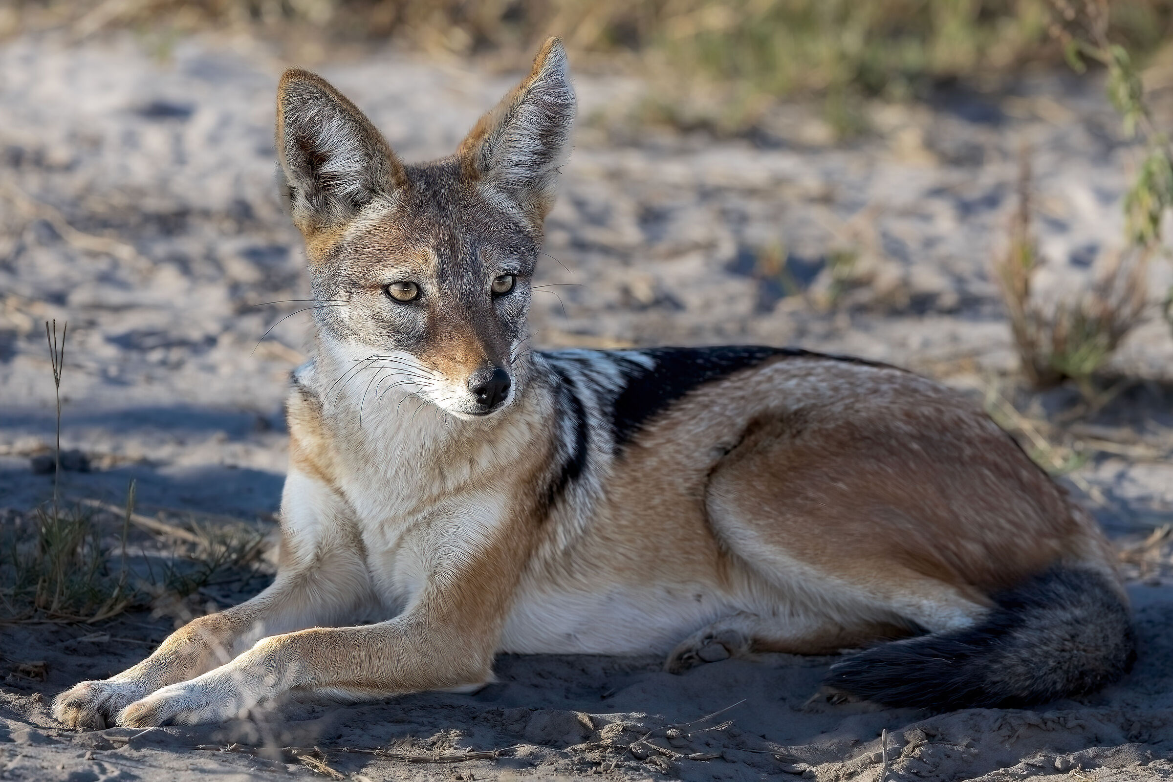 Sciacallo della gualdrappa