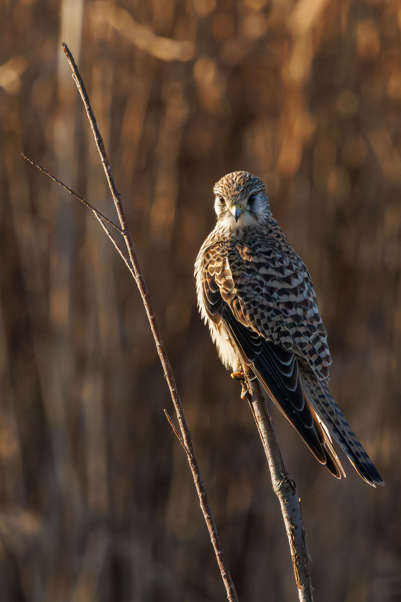 gheppio (f) tranquillo