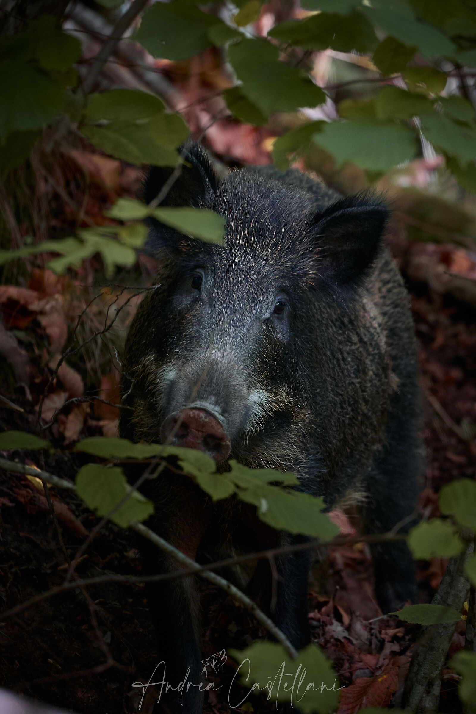 Incontri ravvicinati