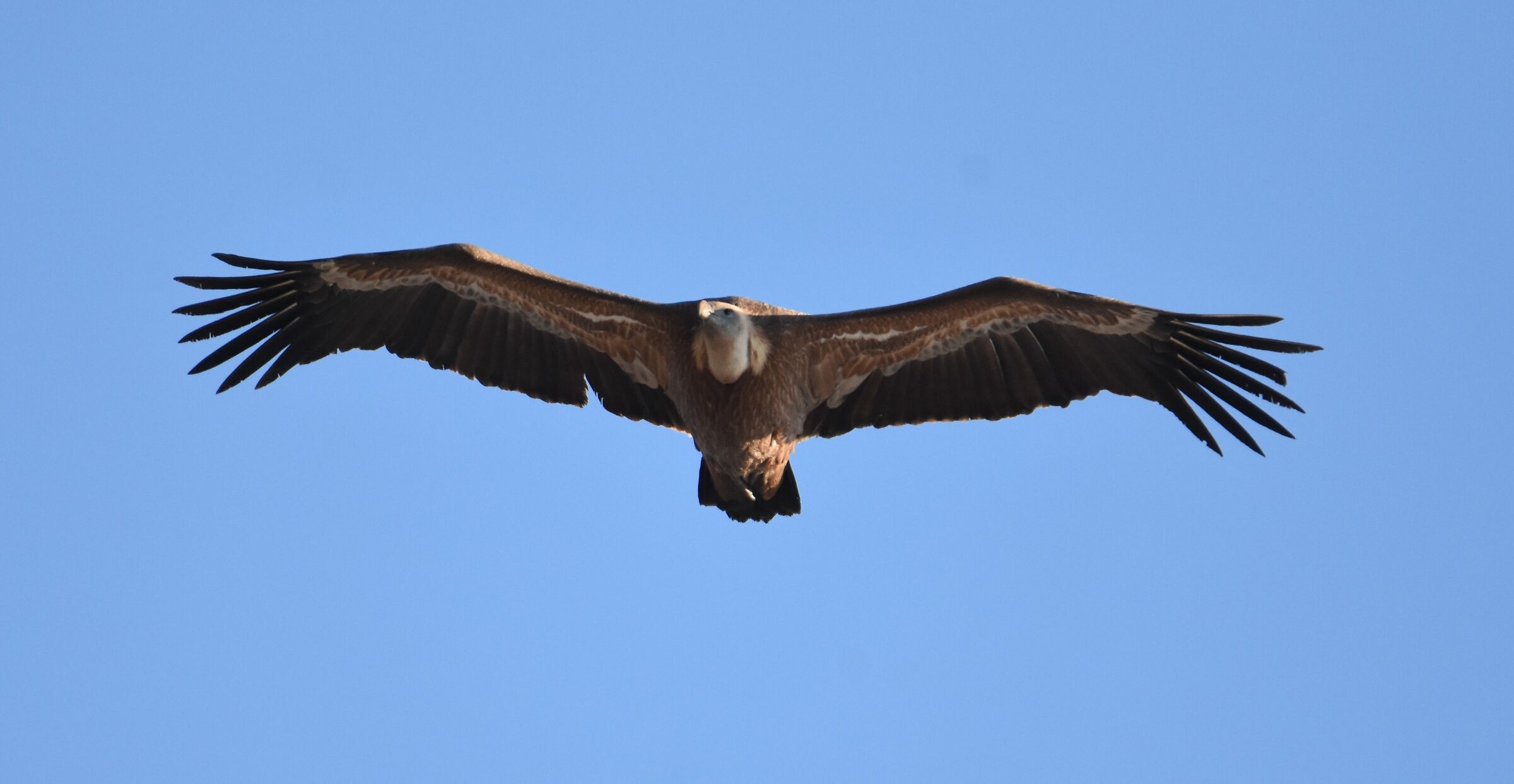 Griffin
