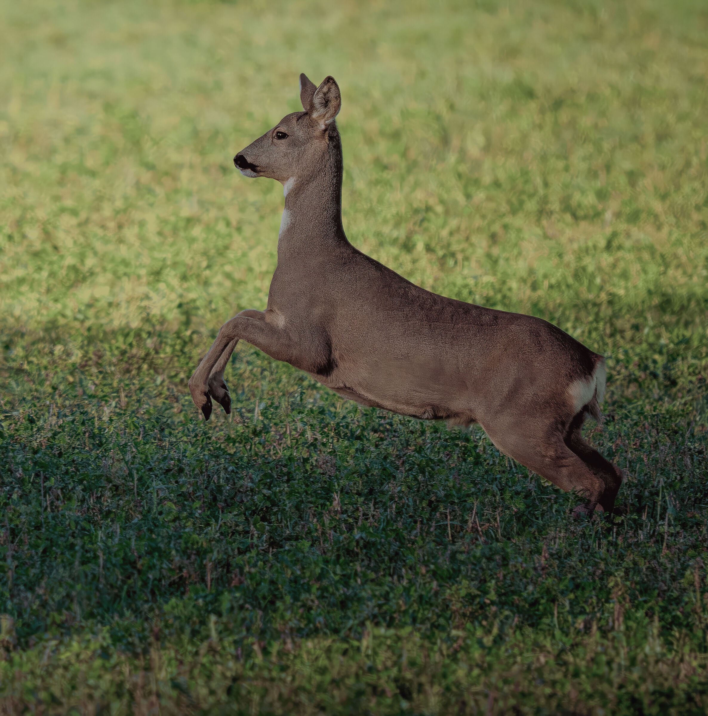 Female roe deer