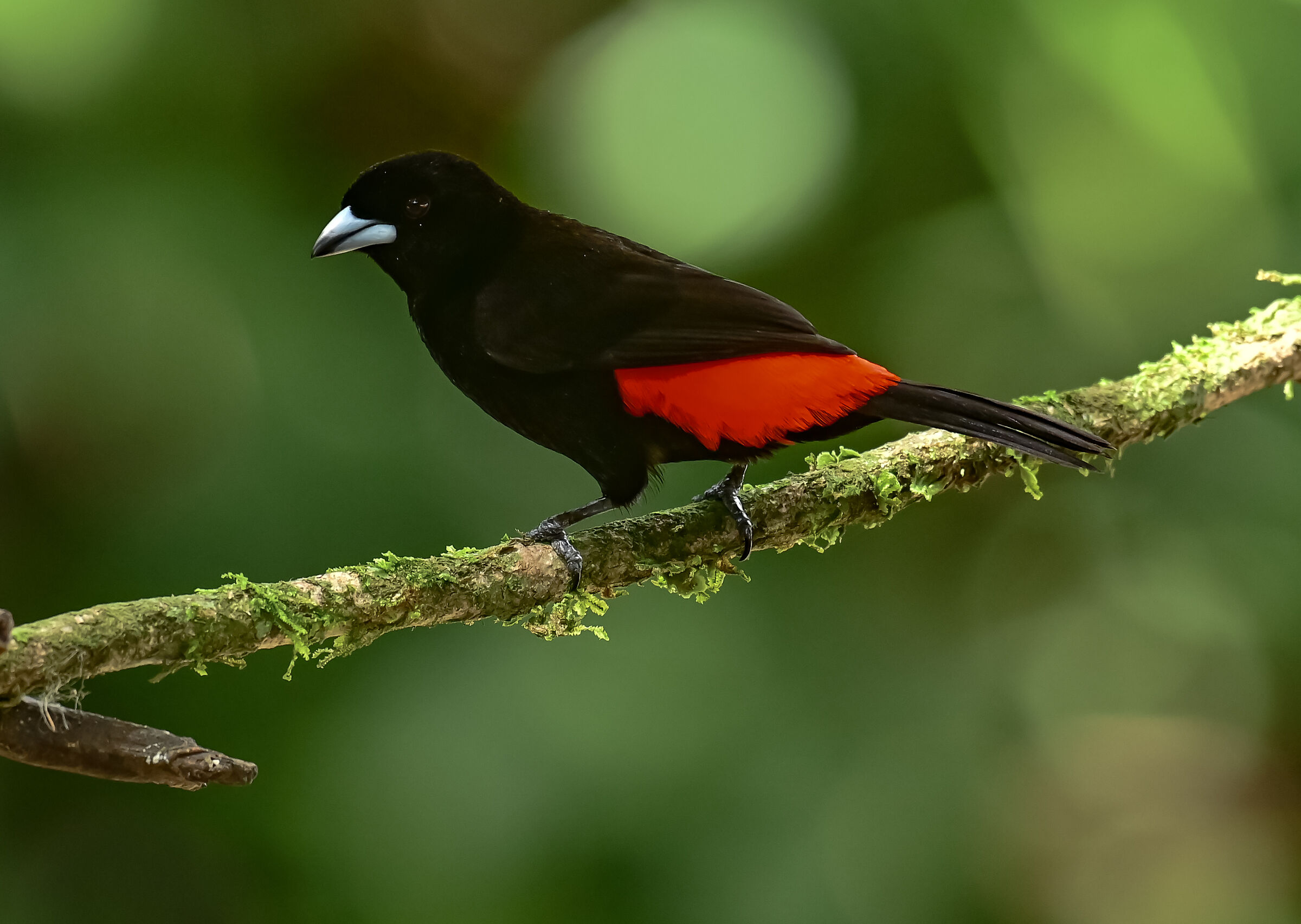 Tangara dal groppone scarlatto
