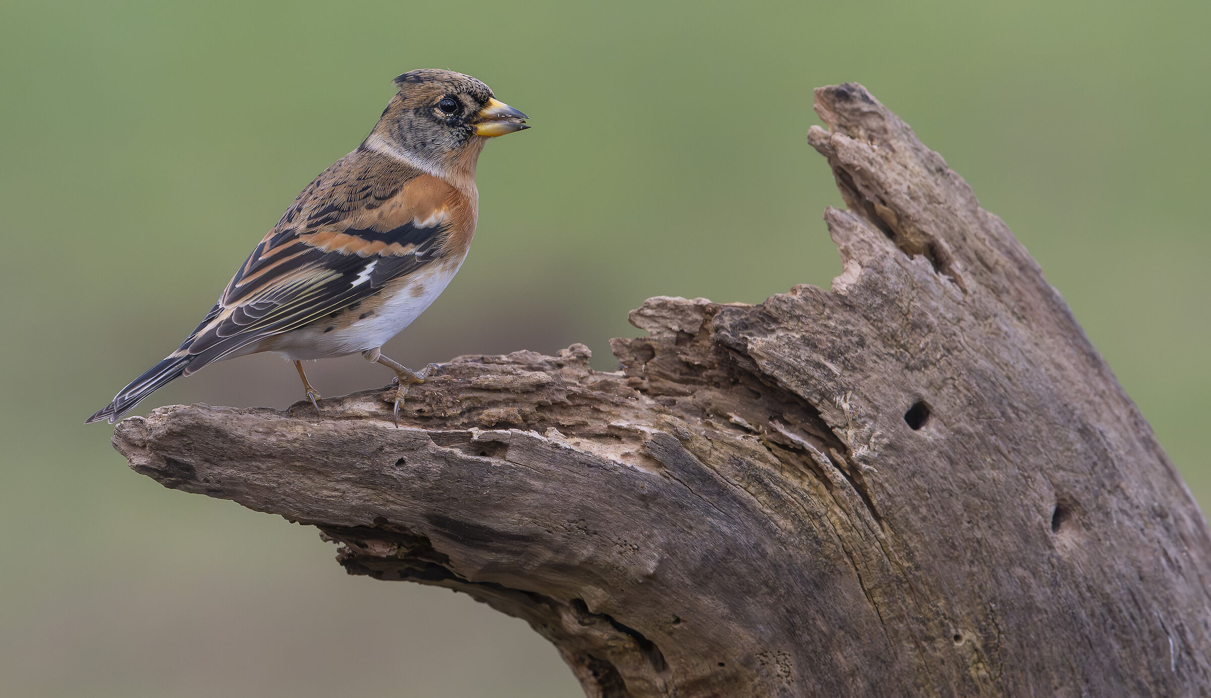 Peppola #capannocora