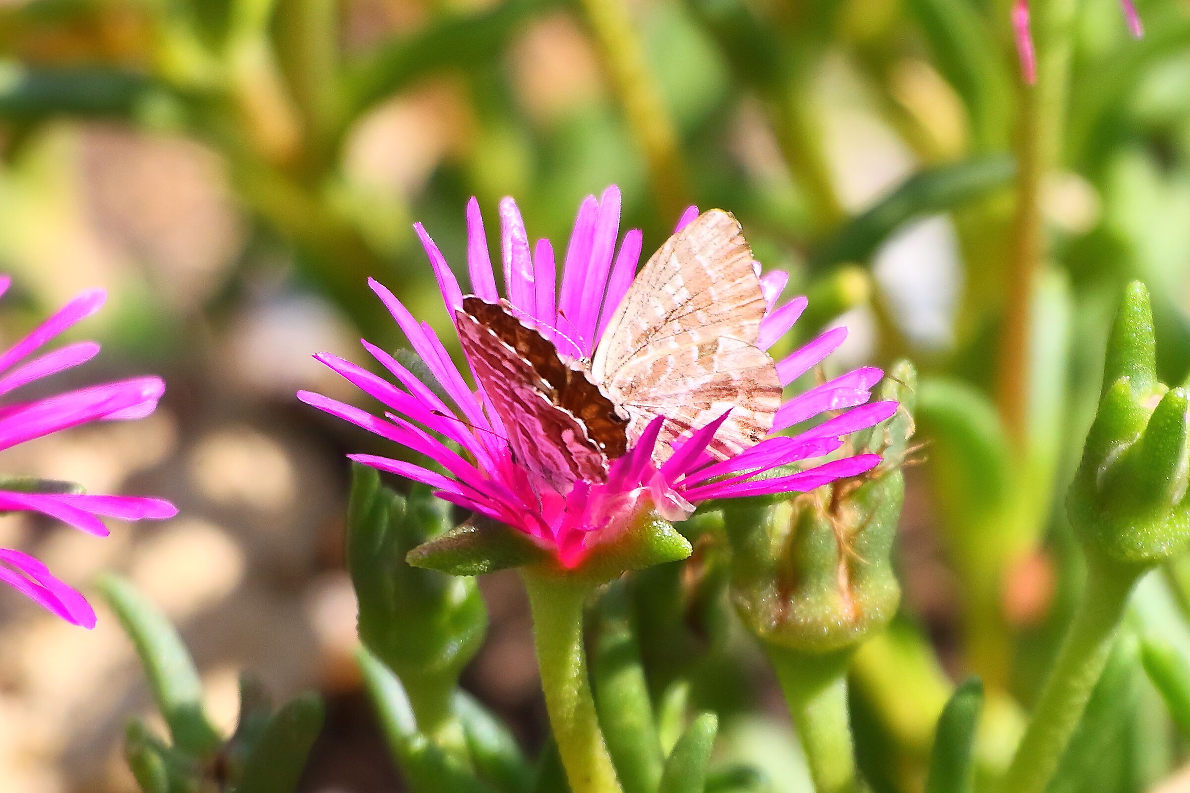 Far-line 12 agosto 2025 - 0013