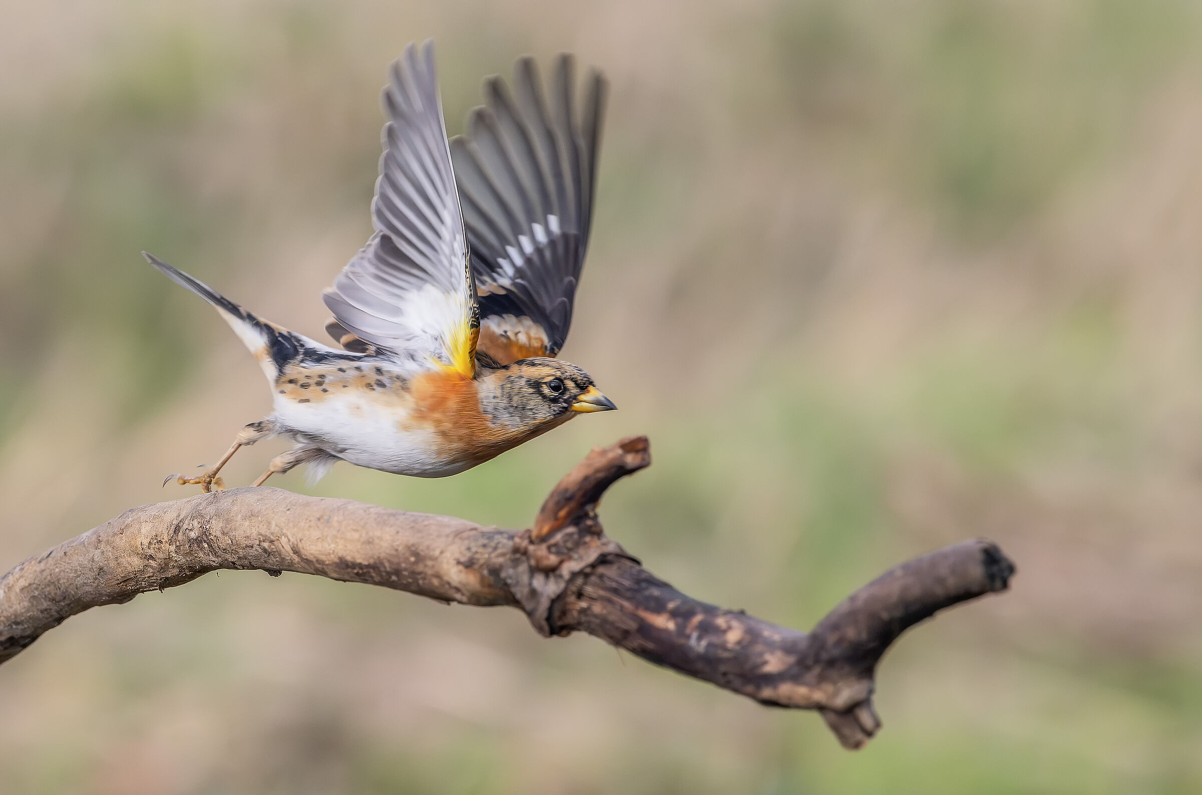 Peppola #capannocora