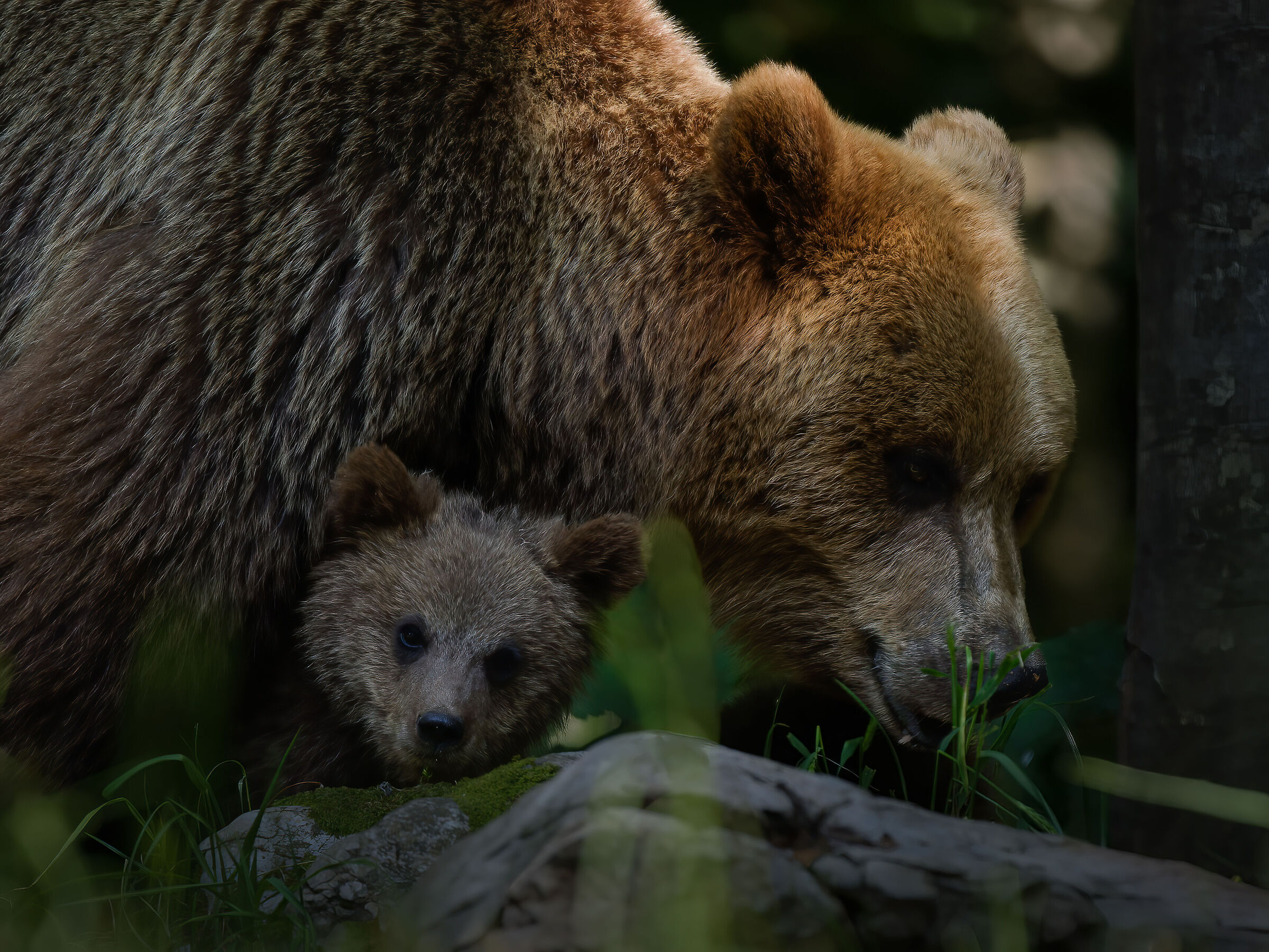 Sotto la protezione della Mamma !!!