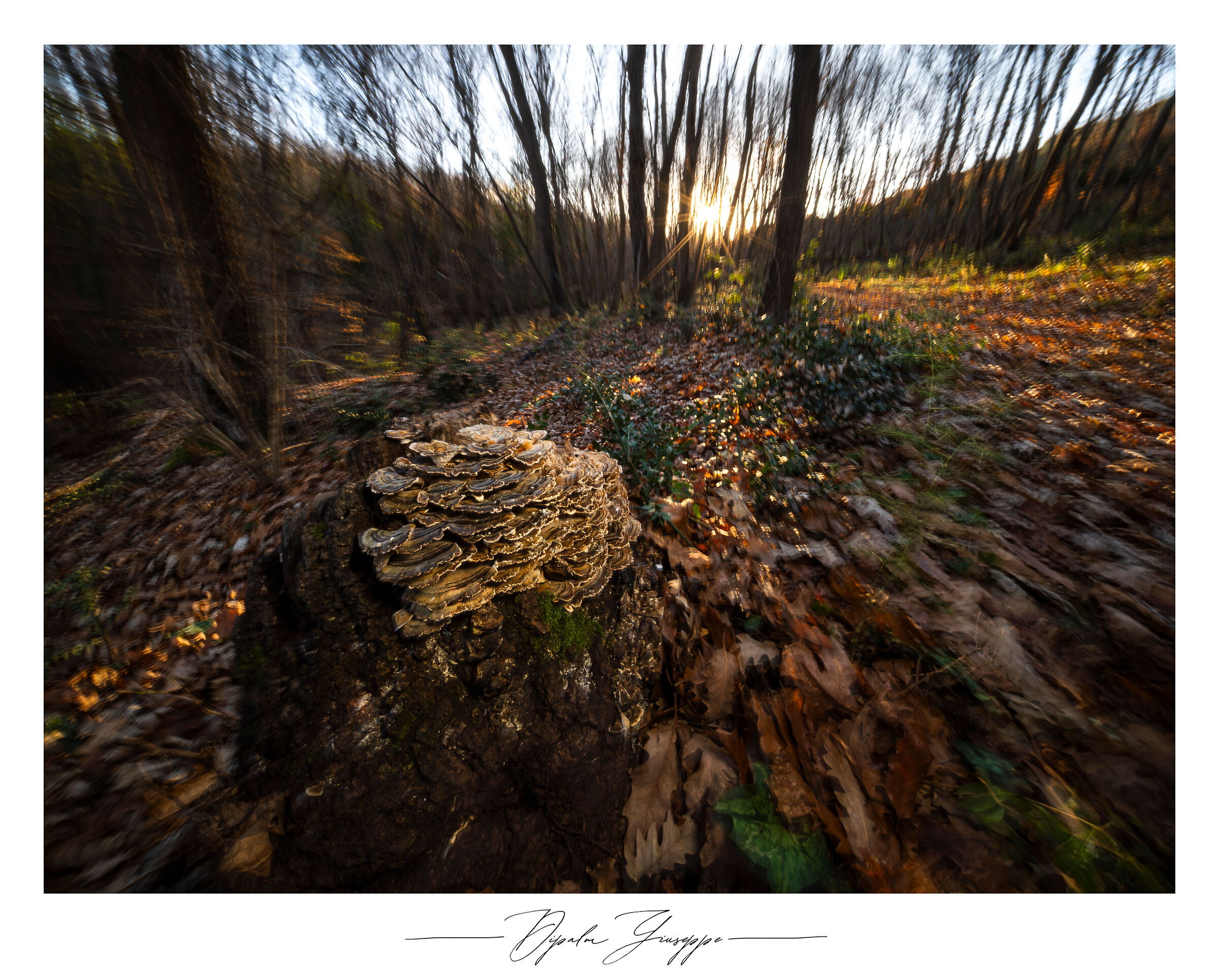 You make my head spin! (Trametes versicolor)