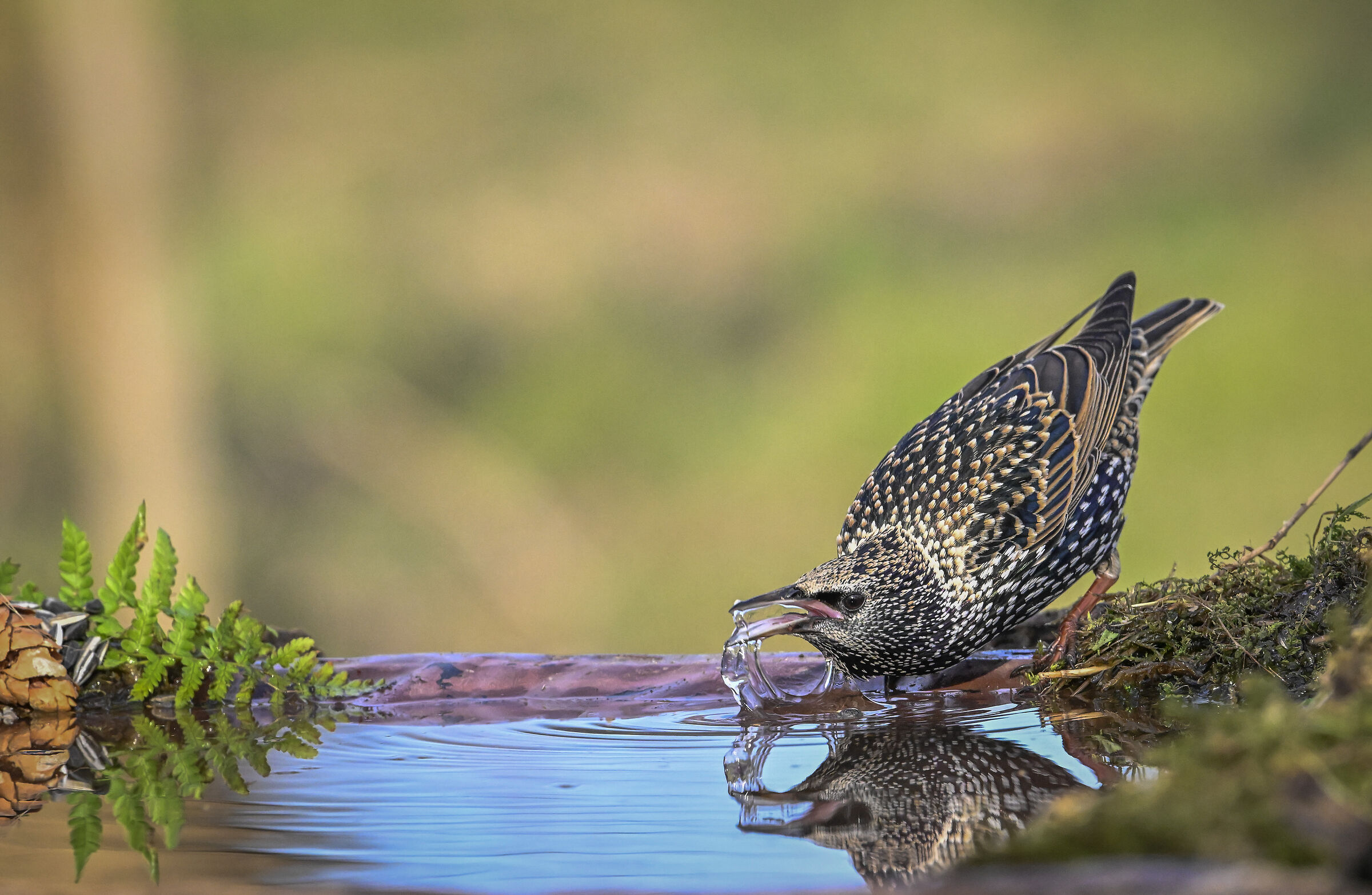 Starling