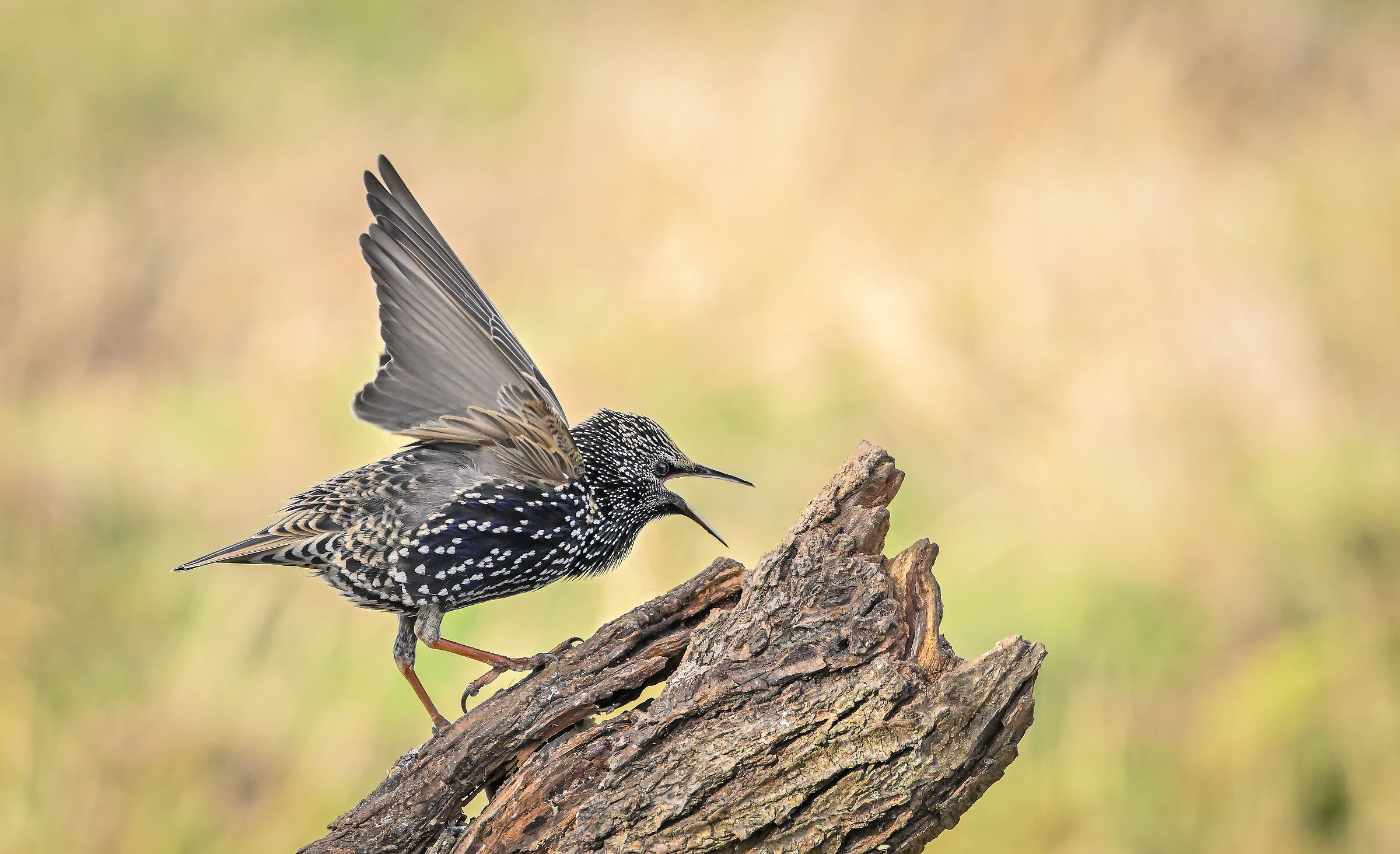 Starling